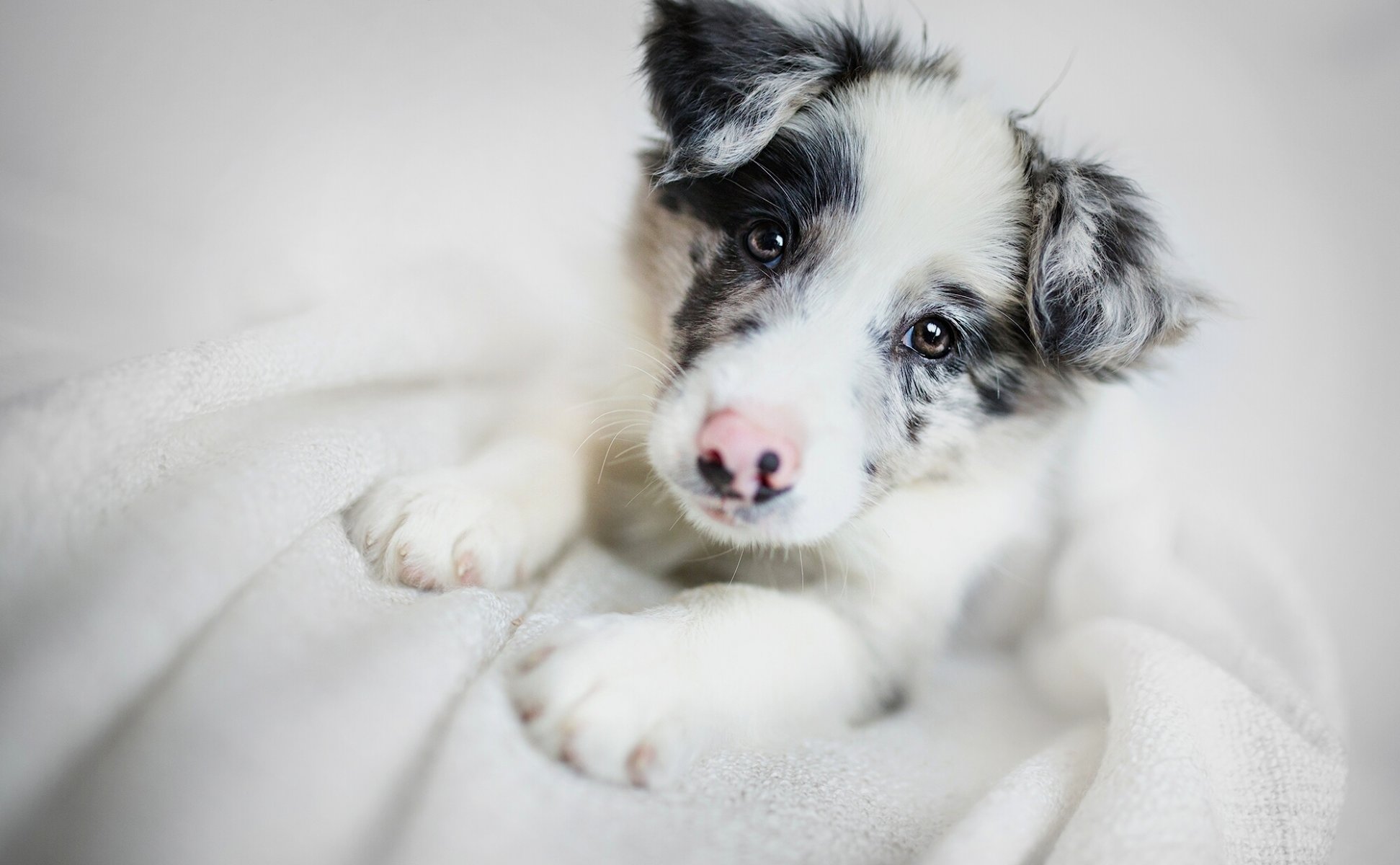 border collie hund welpe schnauze blick