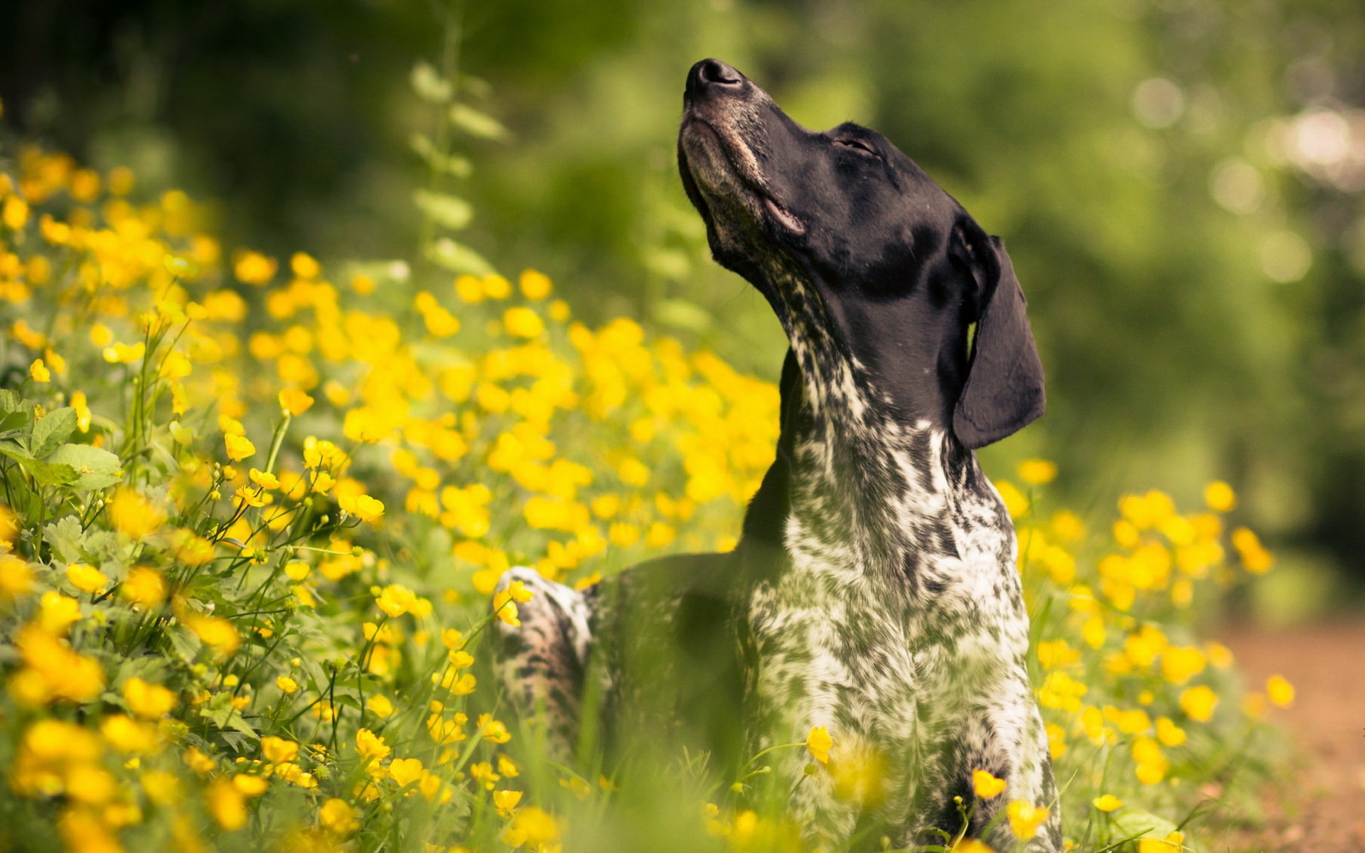 perro verano amigo