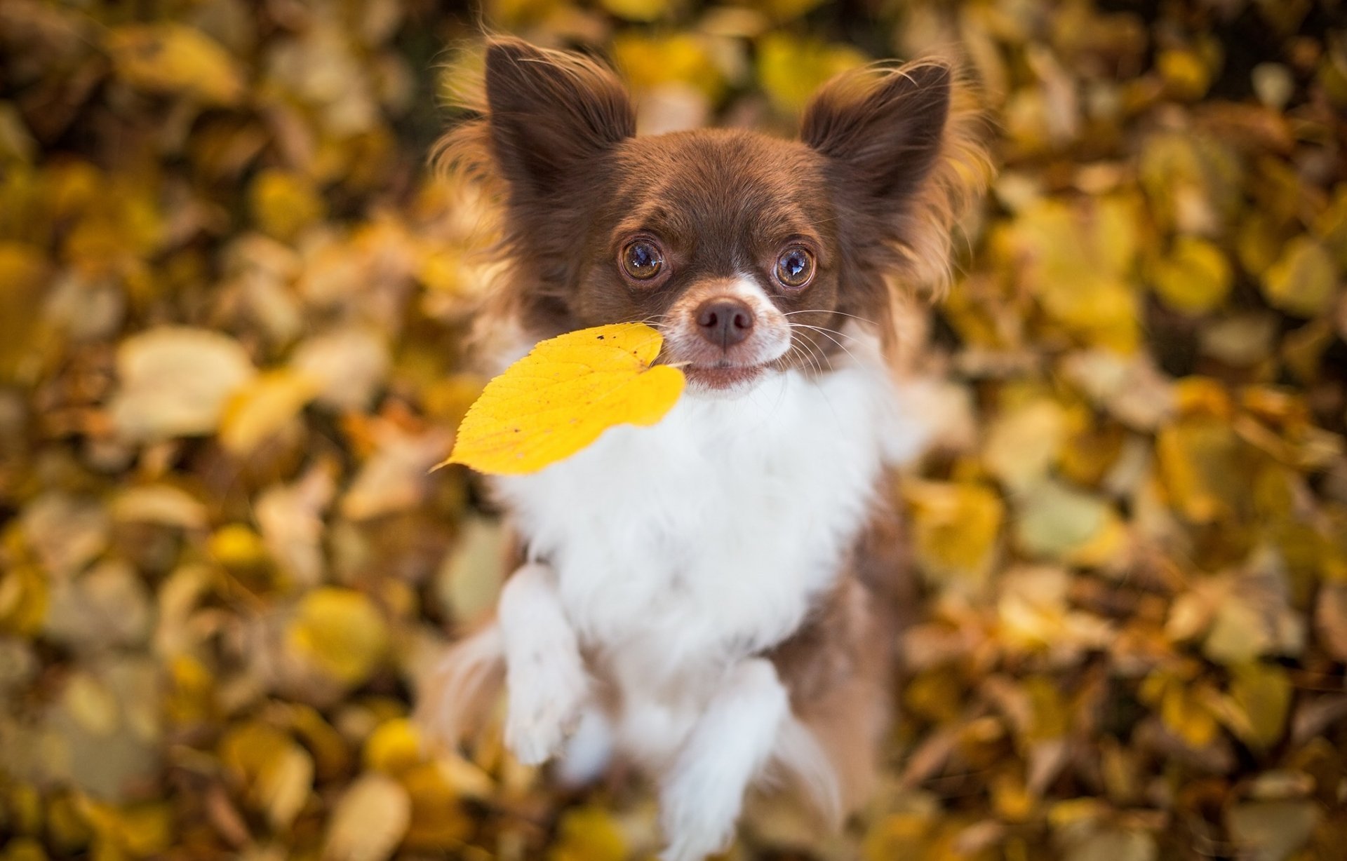 chihuahua chien feuille feuilles humeur bokeh