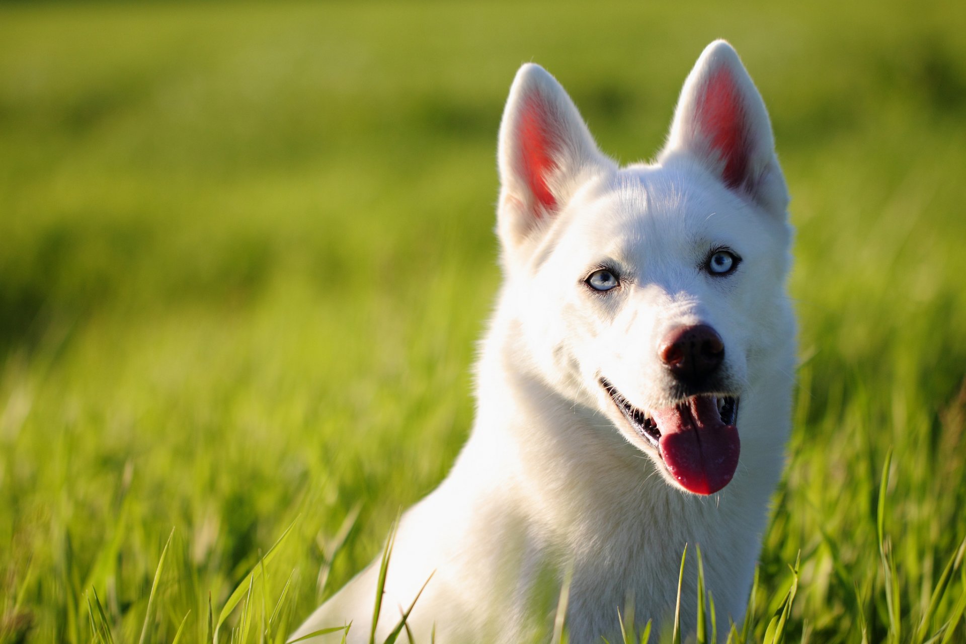 husky dog face view