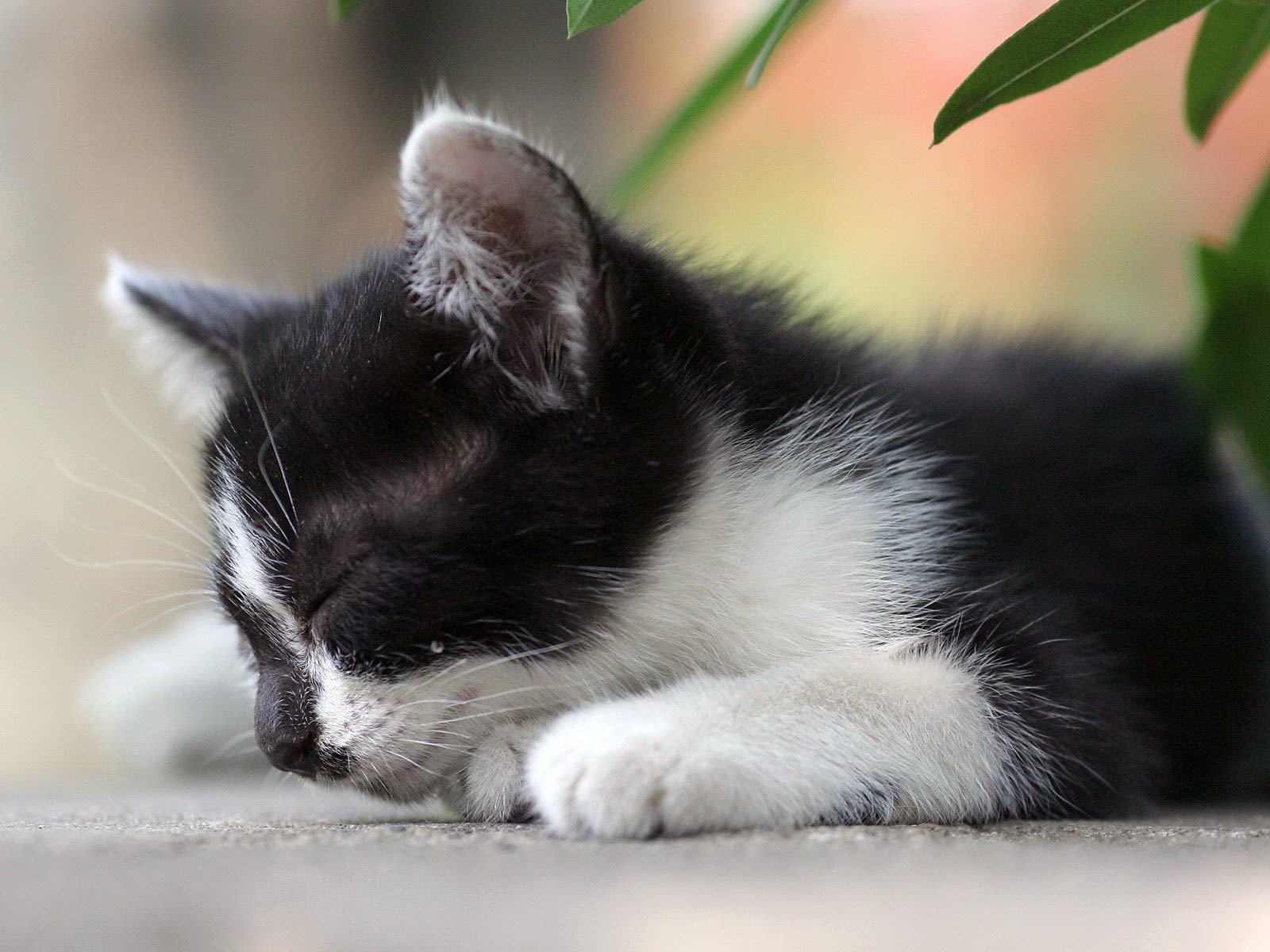 gattino nero bianco foglie