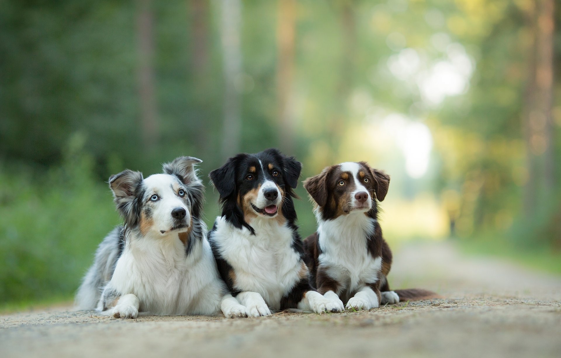 australian shepherd aussie dogs trinity trio