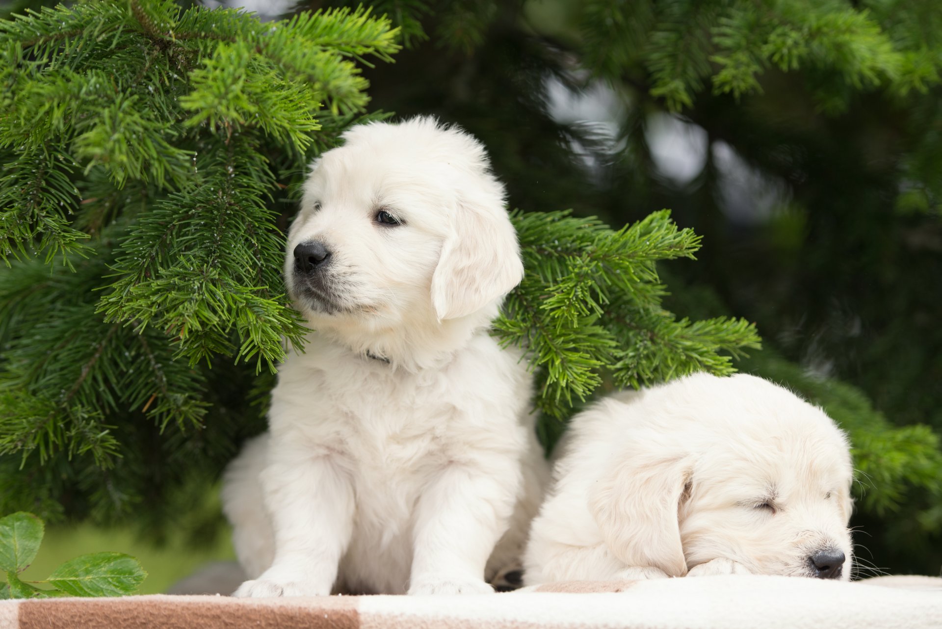 perros cachorros gemelos pareja ramas de abeto