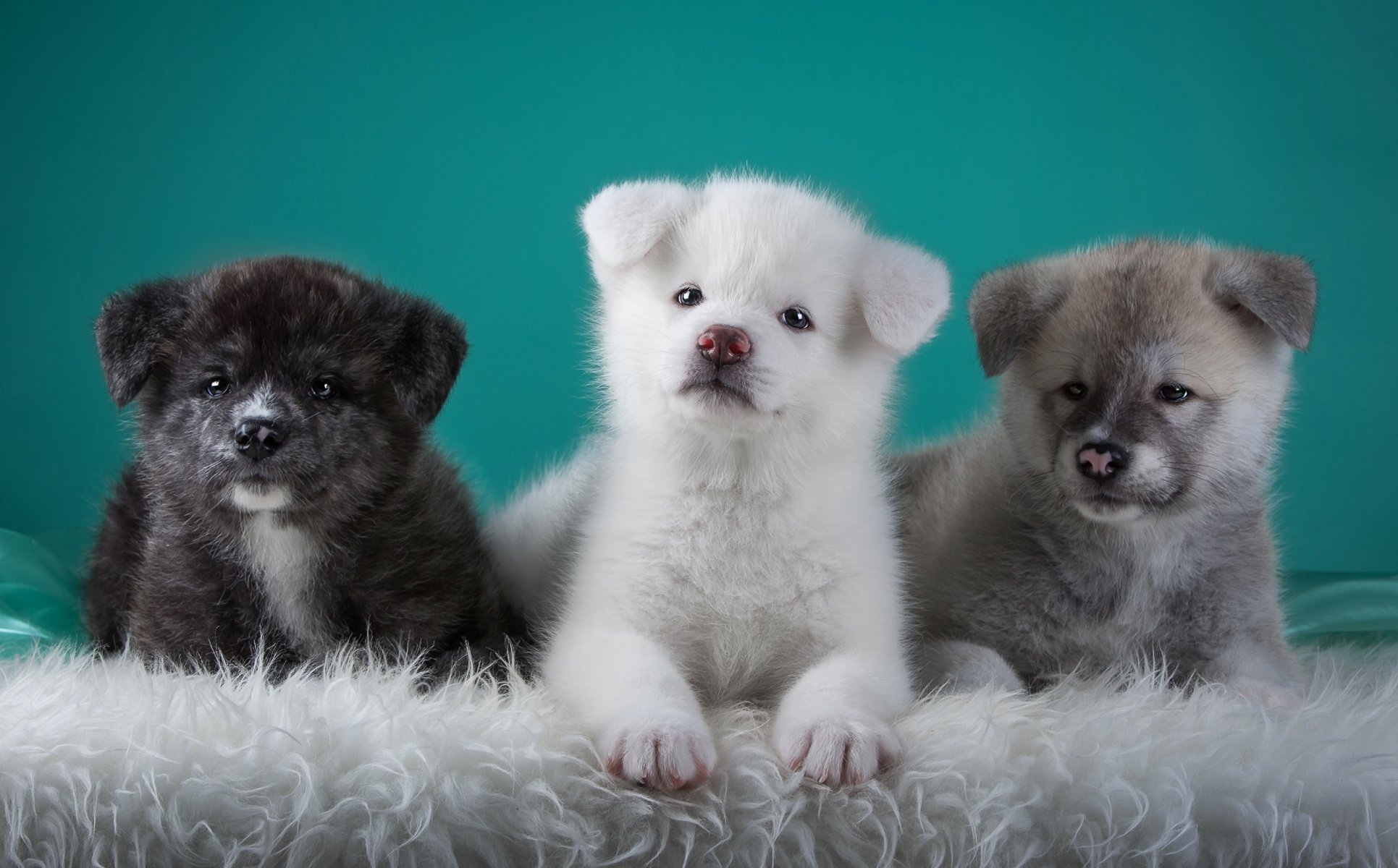 trío akita japonesa cachorros