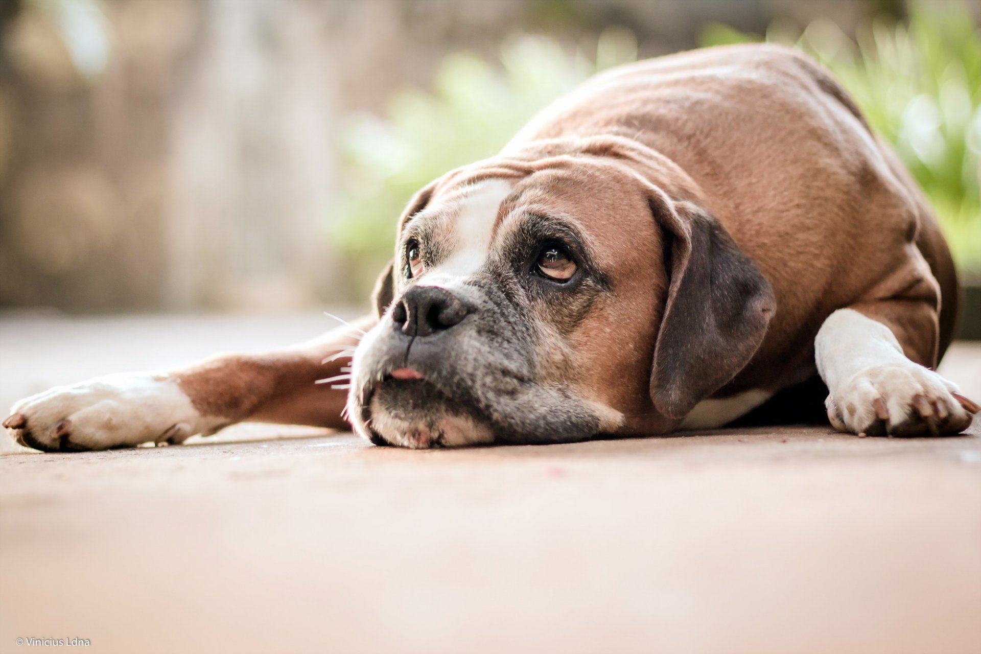 hund blick freund