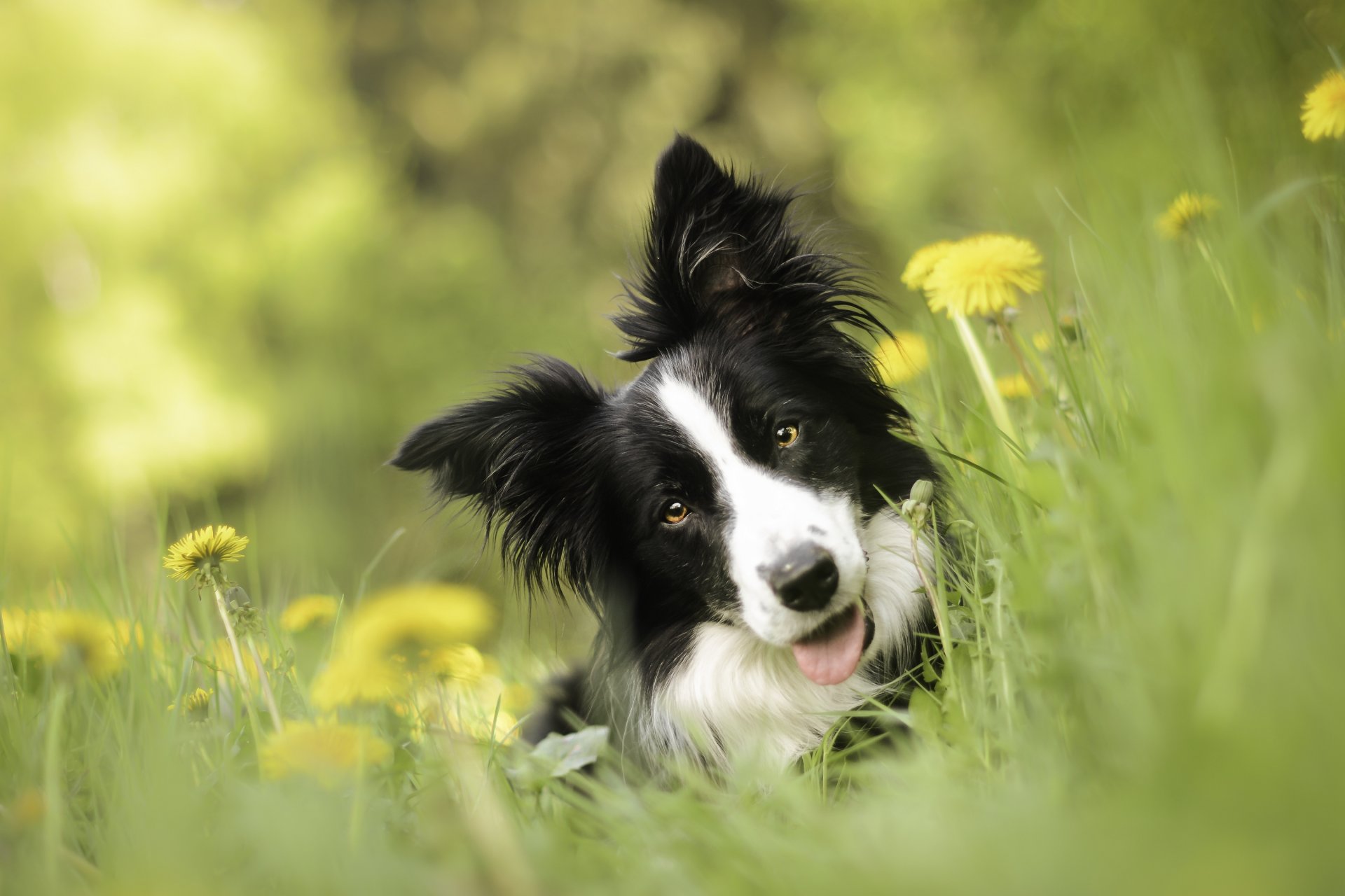 border collie hund schnauze blick löwenzahn blumen bokeh