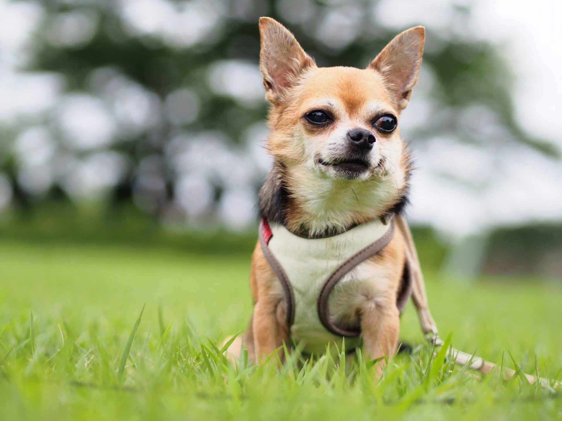 chihuahua cane gilet