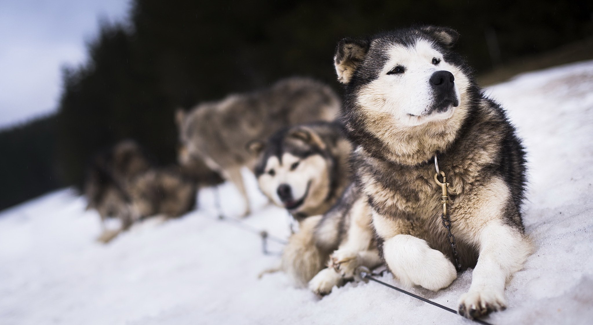 dogs friends snow