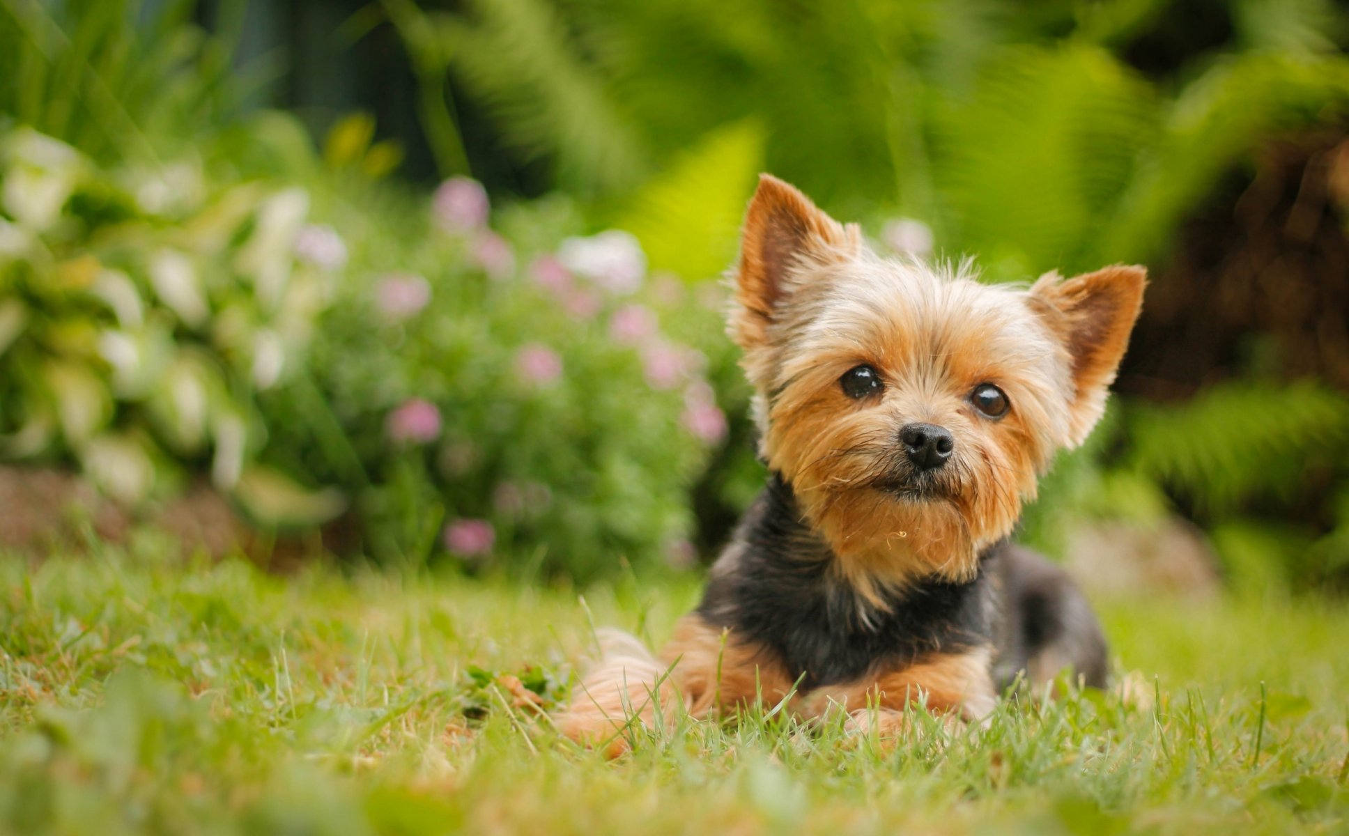 yorkshire terrier york hund blick