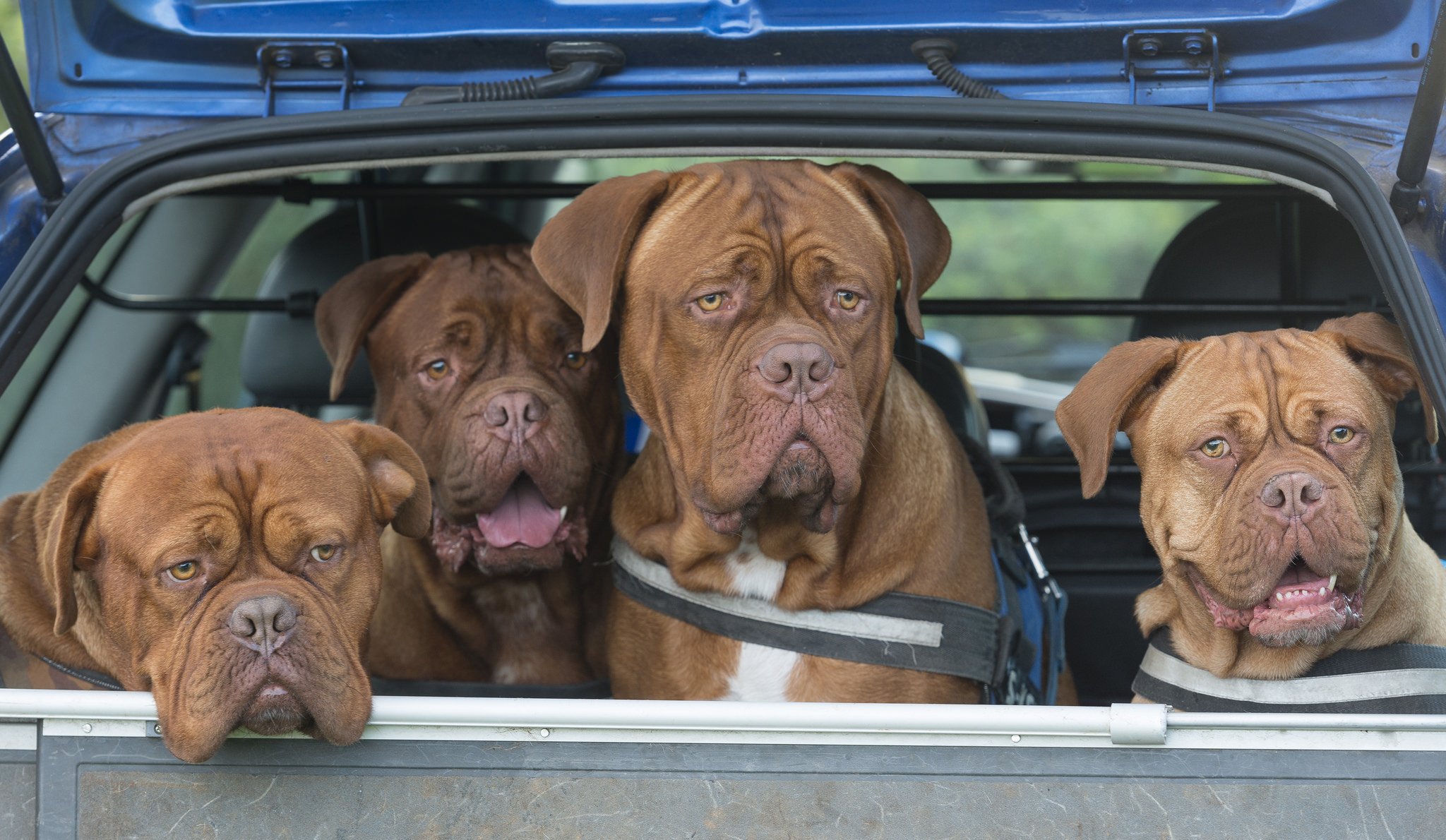 bordeaux-dogge hunde quartett auto karosserie