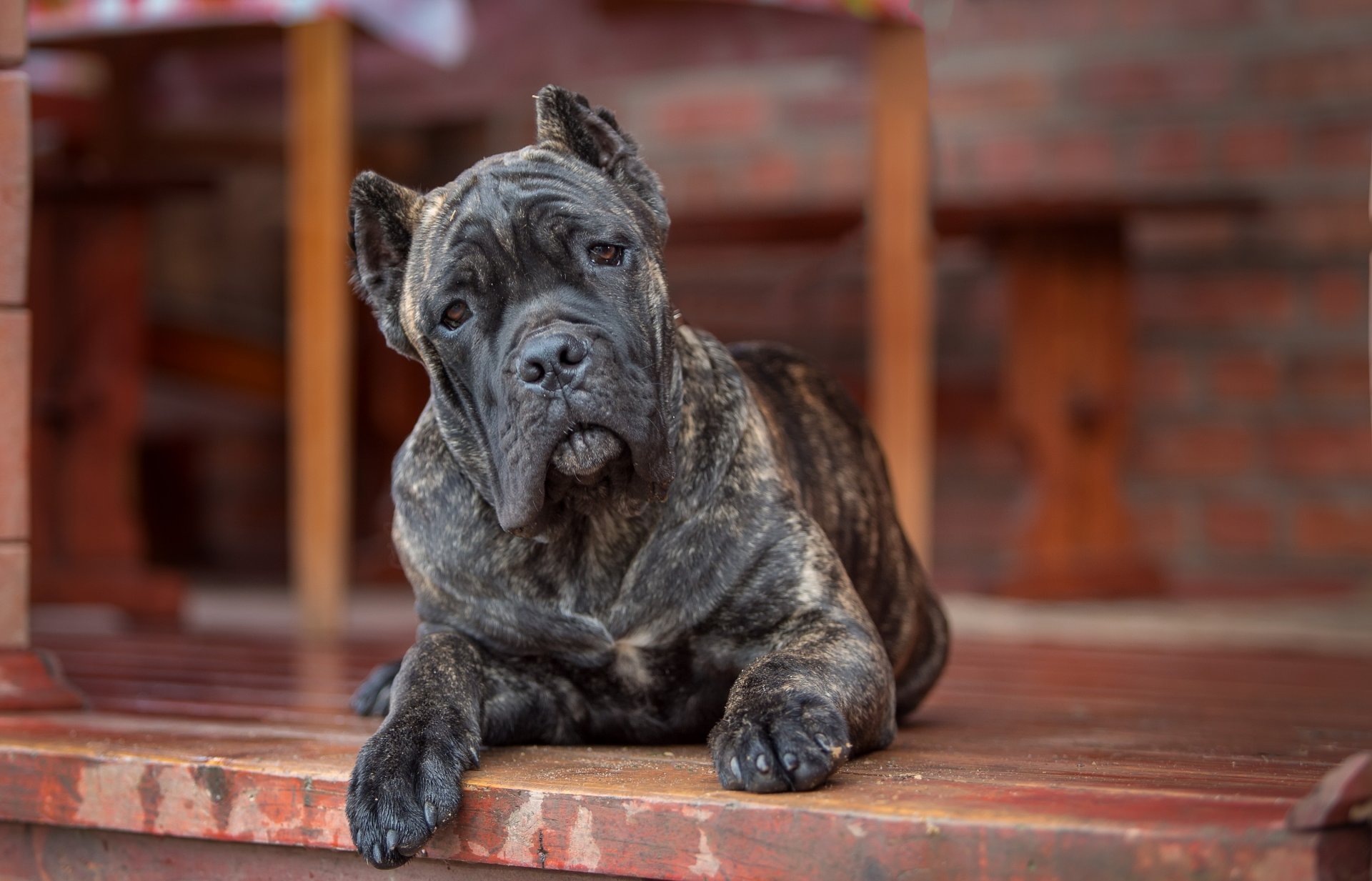 cane corso hund blick