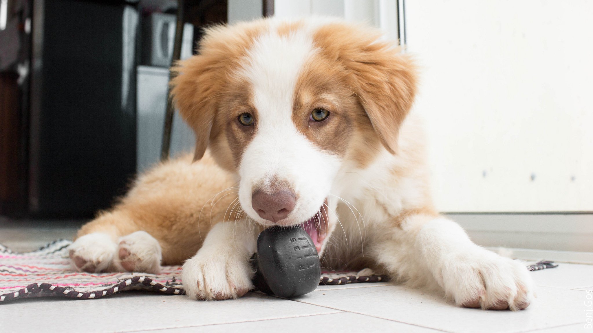 australischer schäferhund aussie hund welpe