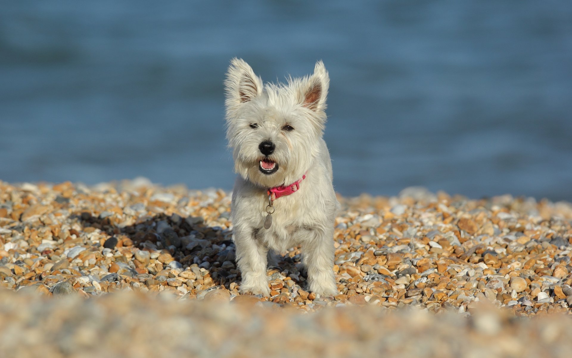 west highland white terrier pies kamienie