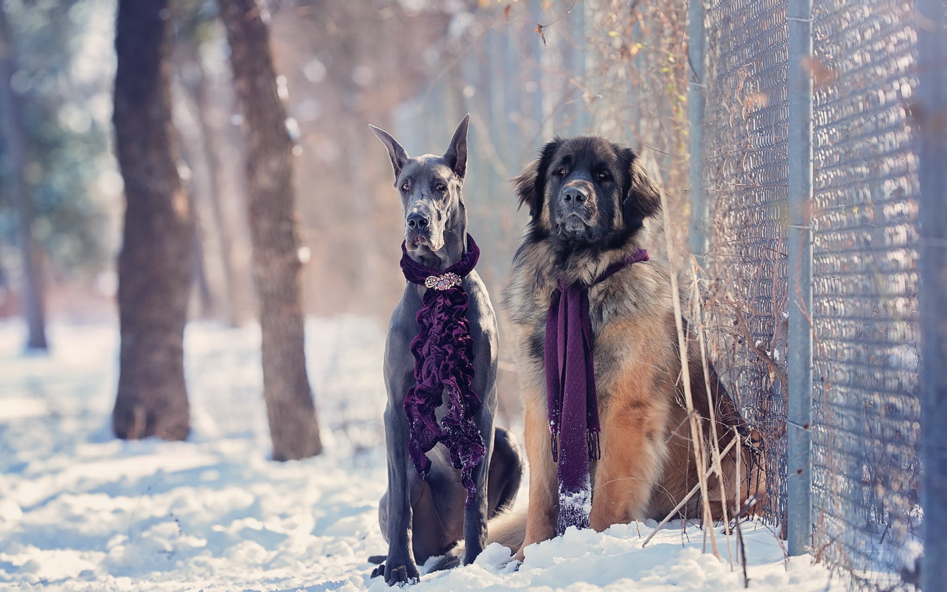 dogs winter snow