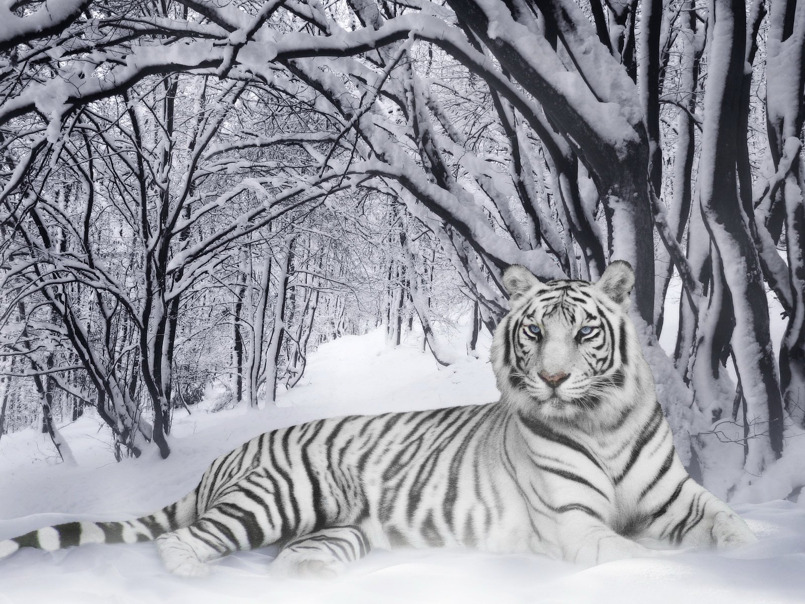 tiger winter schwarz&weiß streifen chamäleon