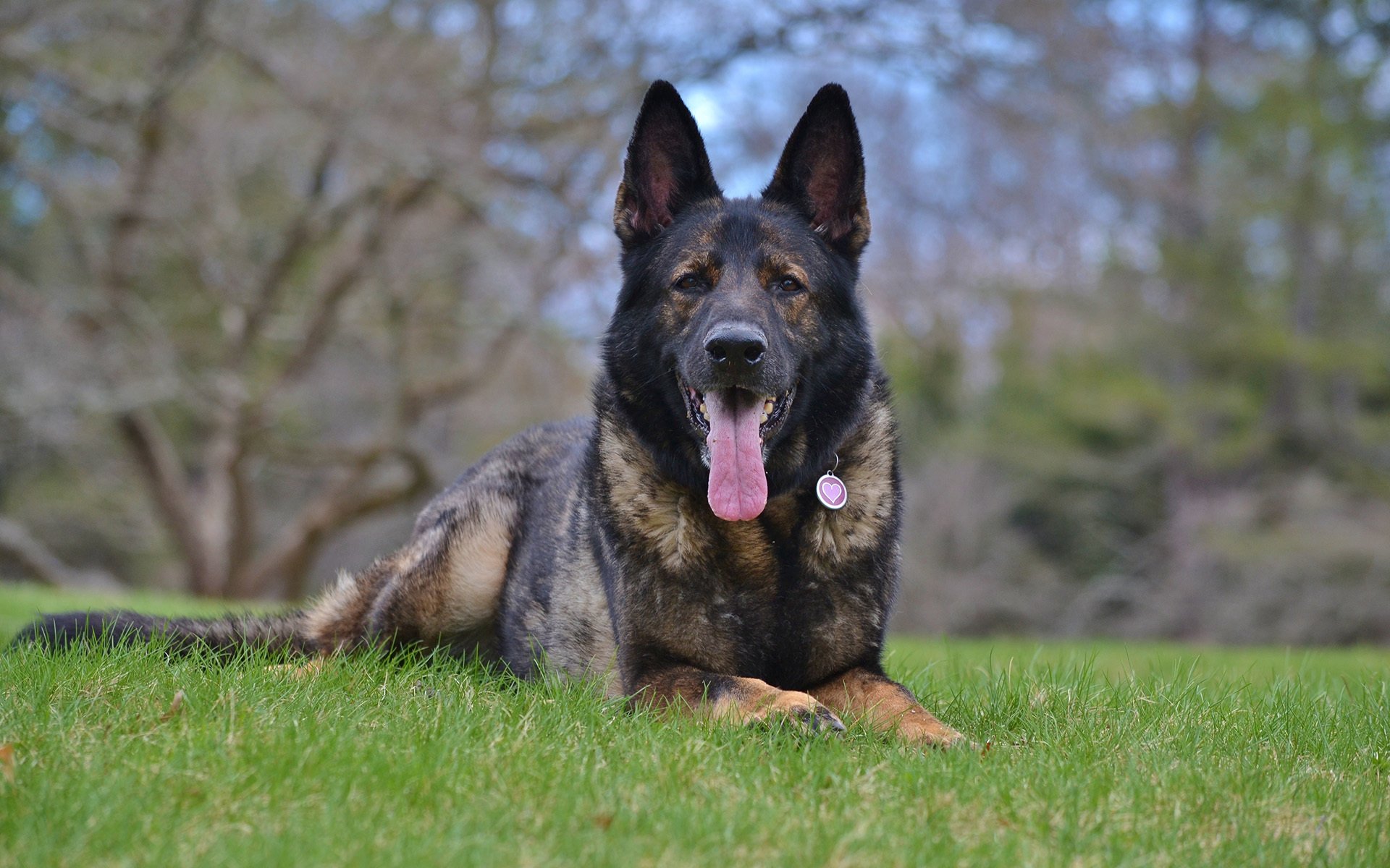 berger allemand élevage de travail zonarno-roux chien