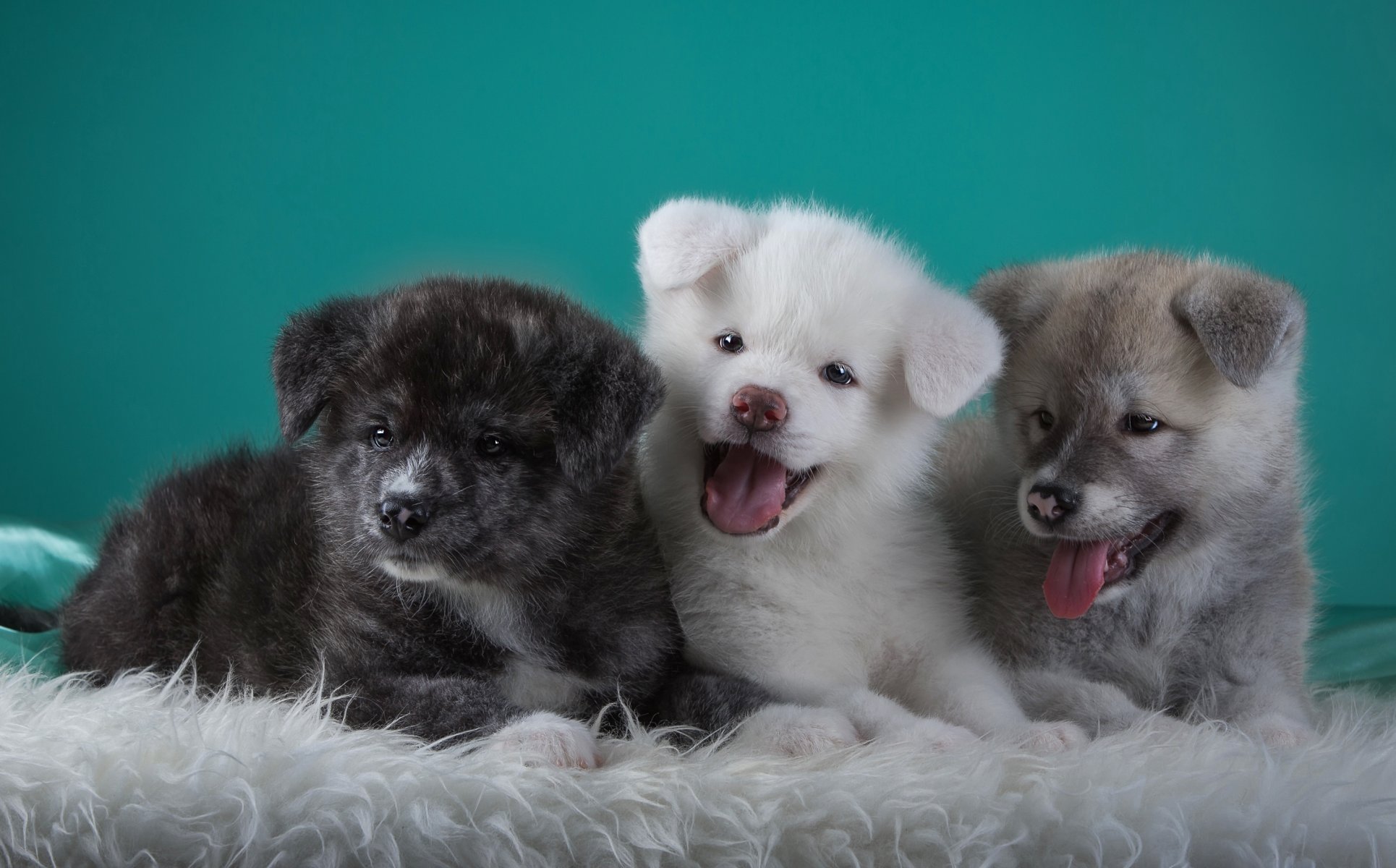 japonés akita trío cachorros lenguas divertido