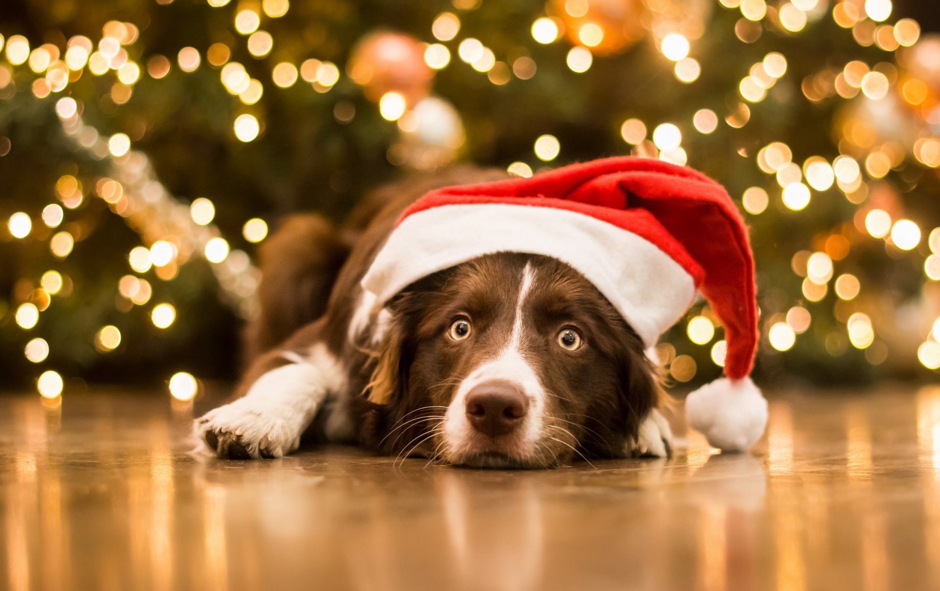 cane muso sguardo berretto natale capodanno