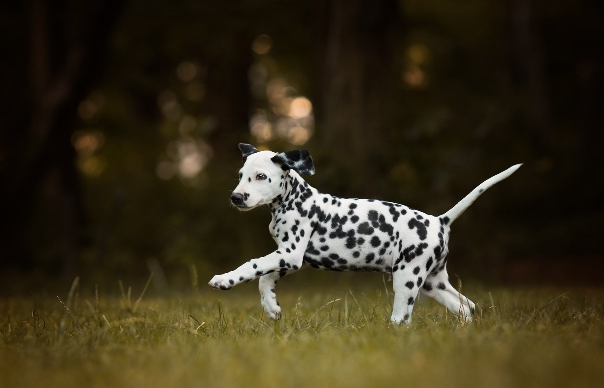 dálmata perro cachorro caminar bokeh