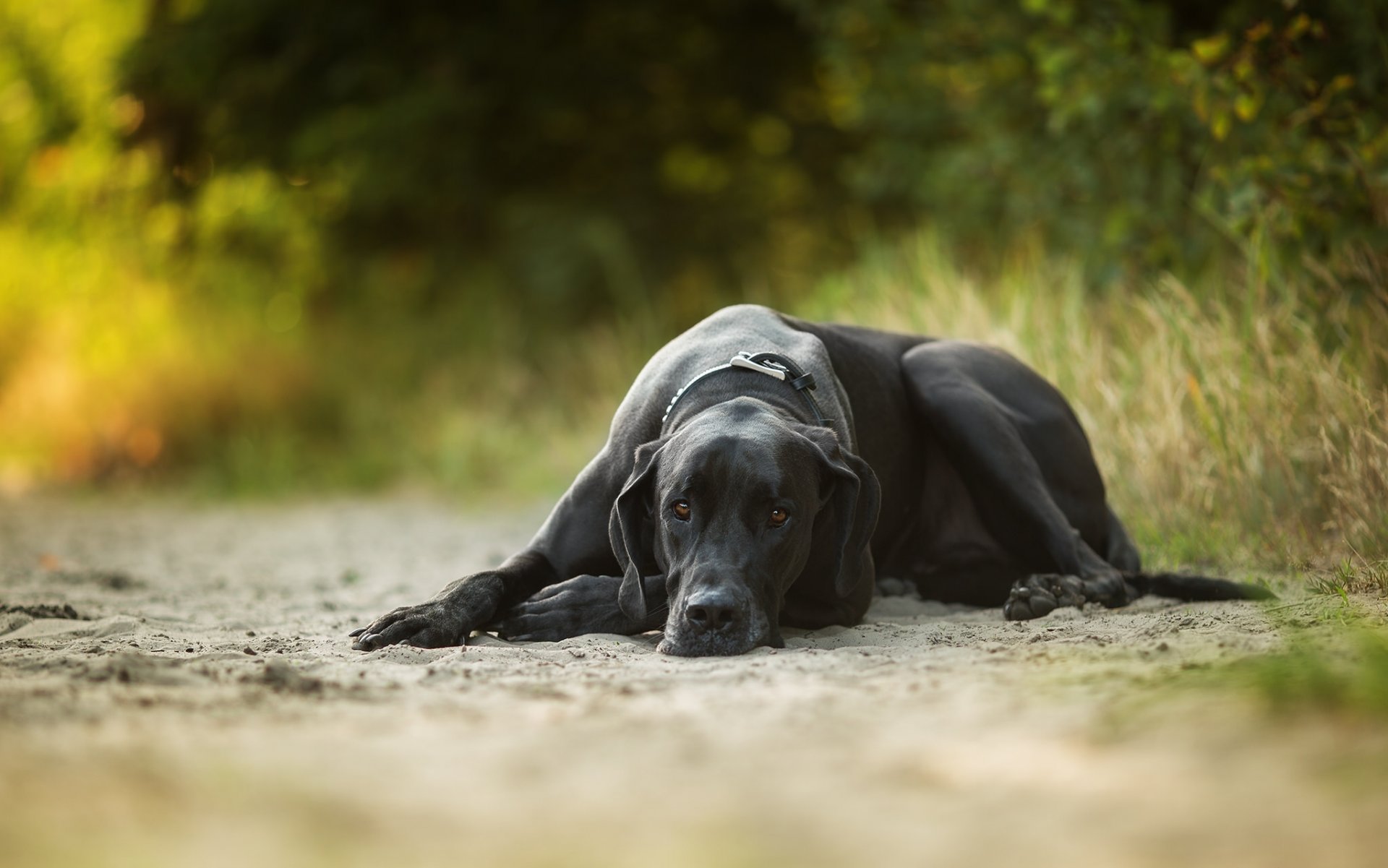 perro descanso arena