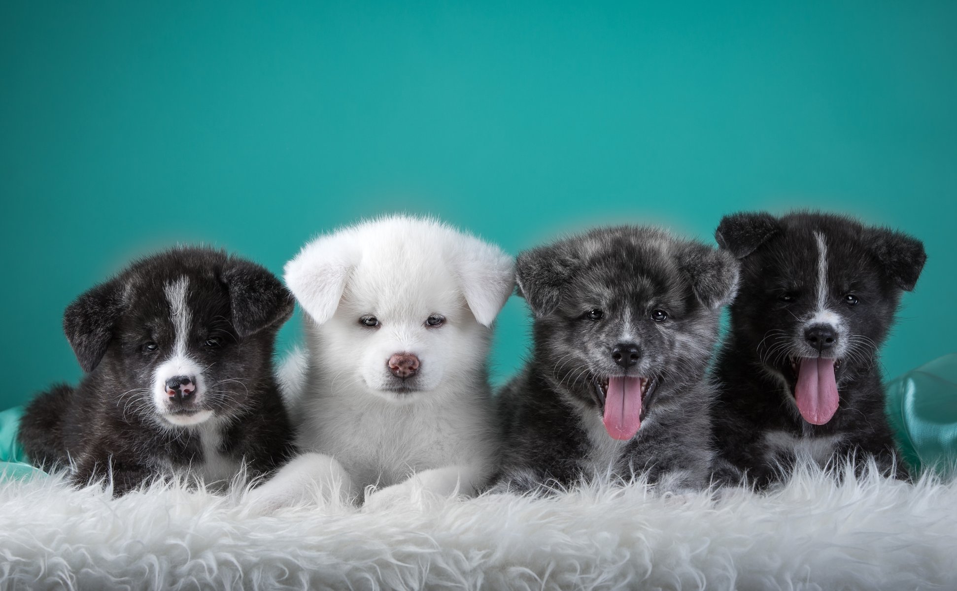 akita japonais chiots quatuor langue