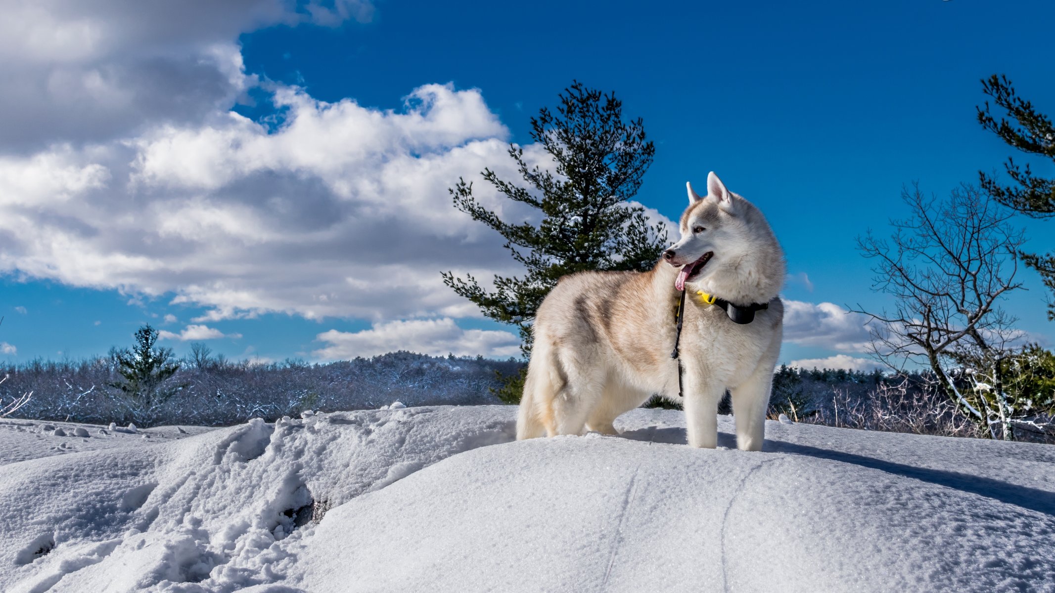 husky hund winter schnee natur