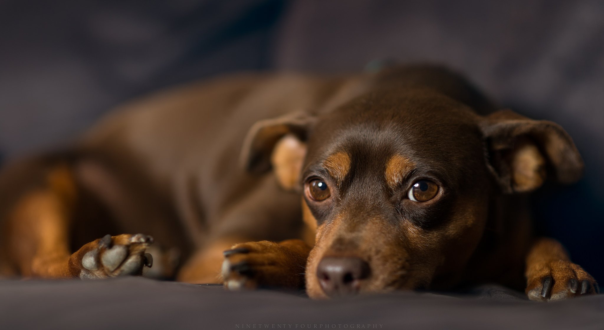 pinscher nano cane sguardo