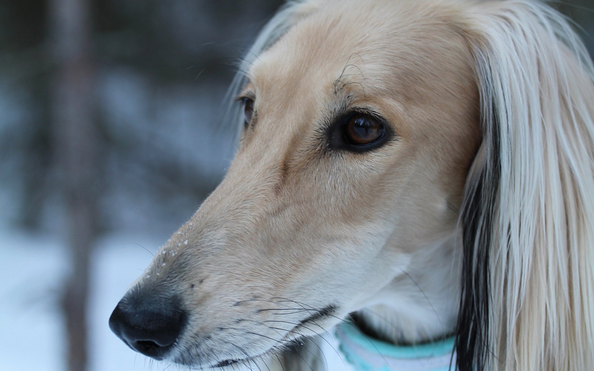 afghan hound face view