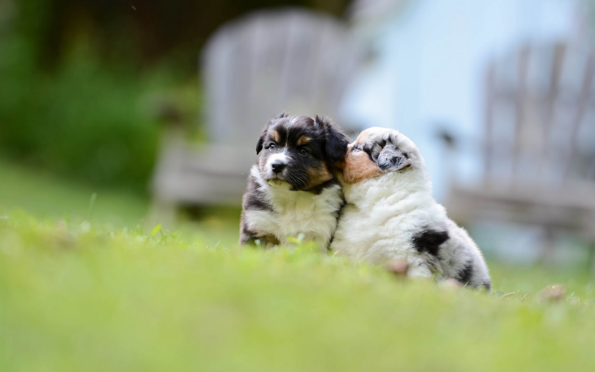 pastore australiano aussie cani cuccioli bambini piccoli bokeh