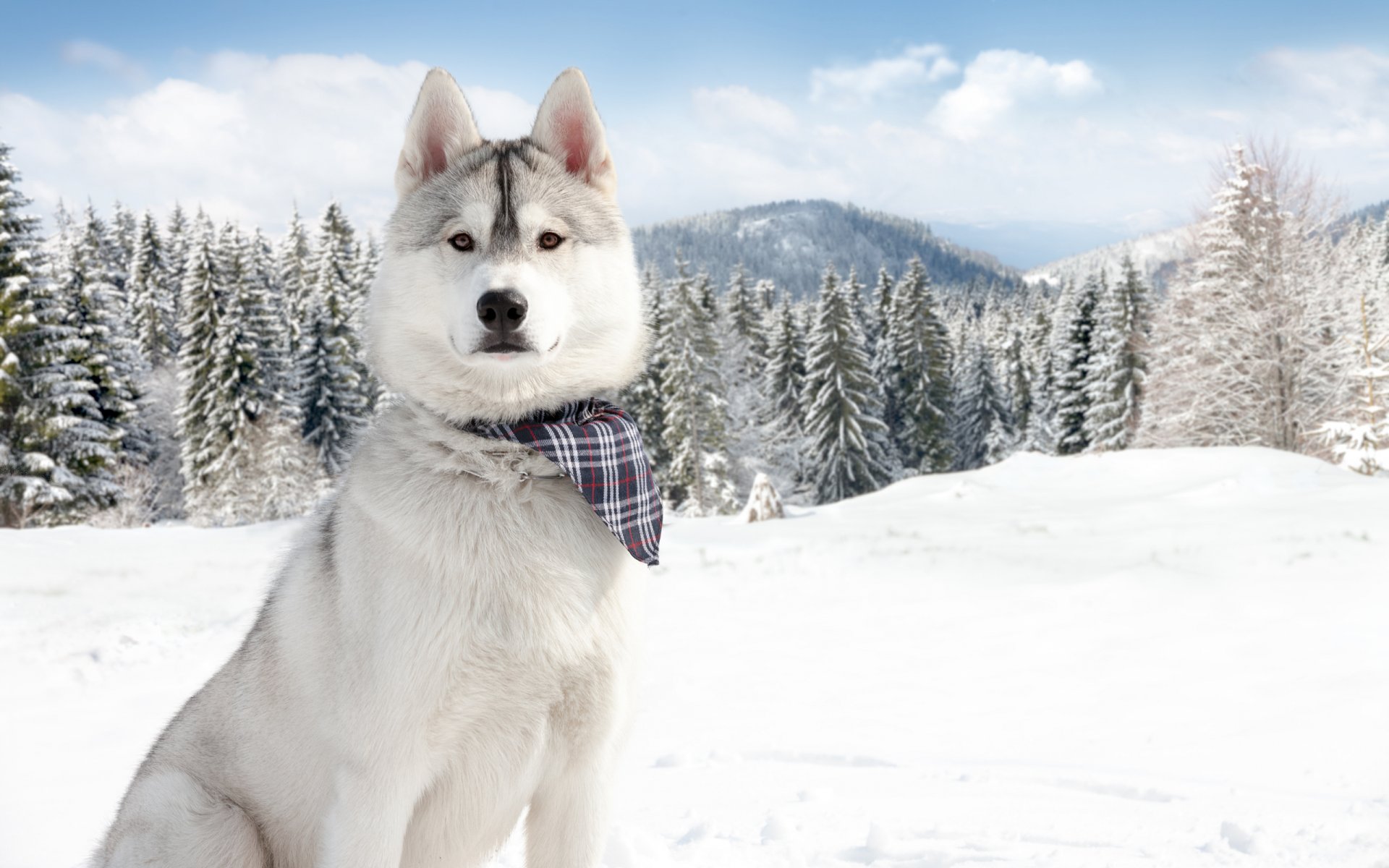 cane inverno roccia montagna albero erba neve