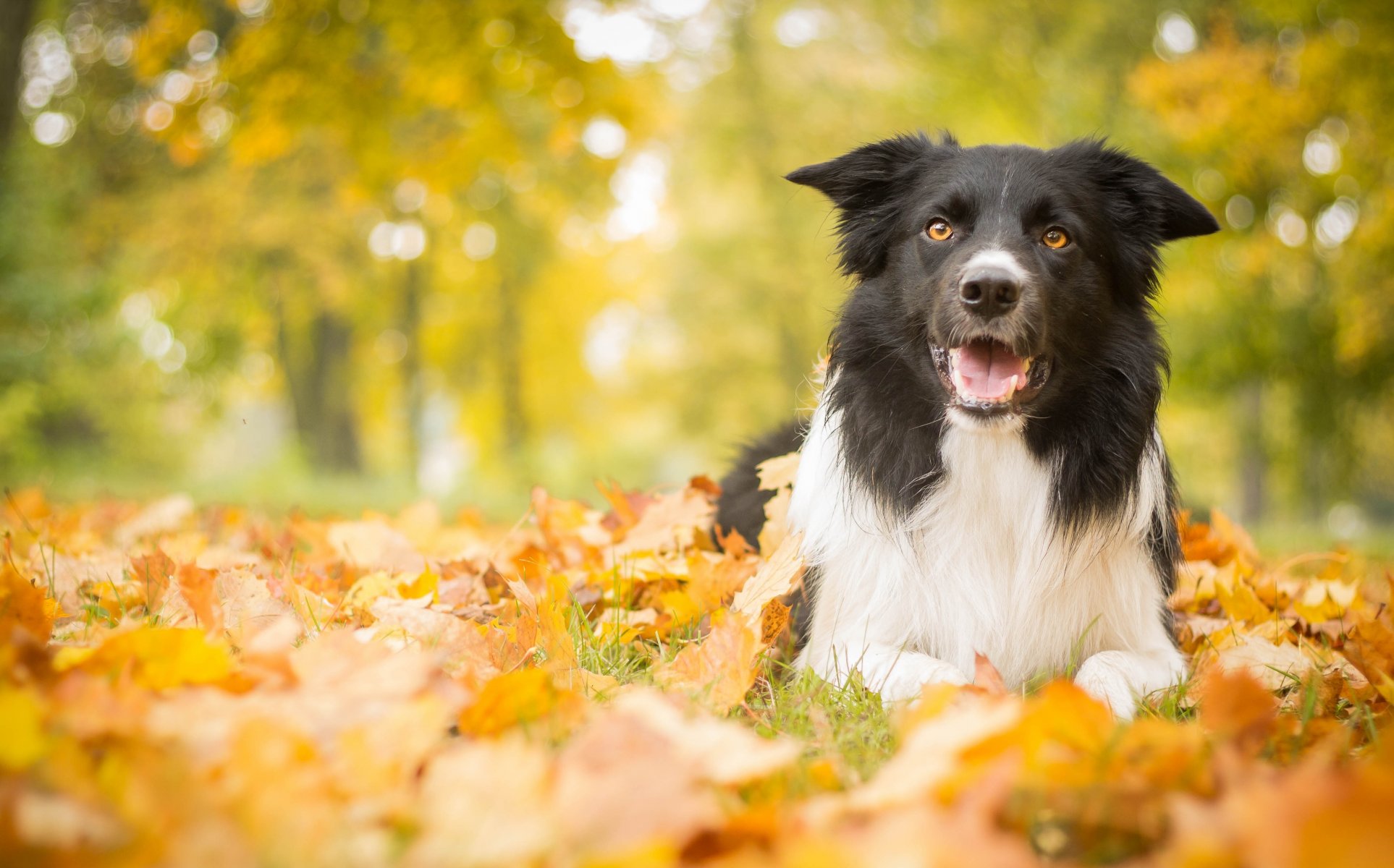 chien feuilles automne