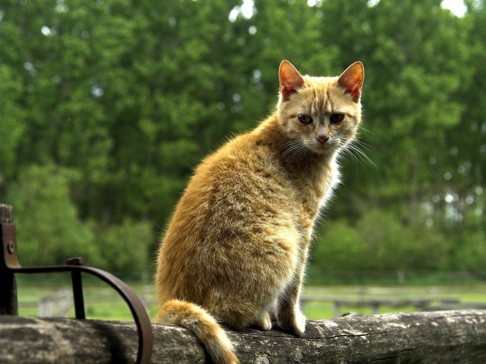 chats savon clôture :-