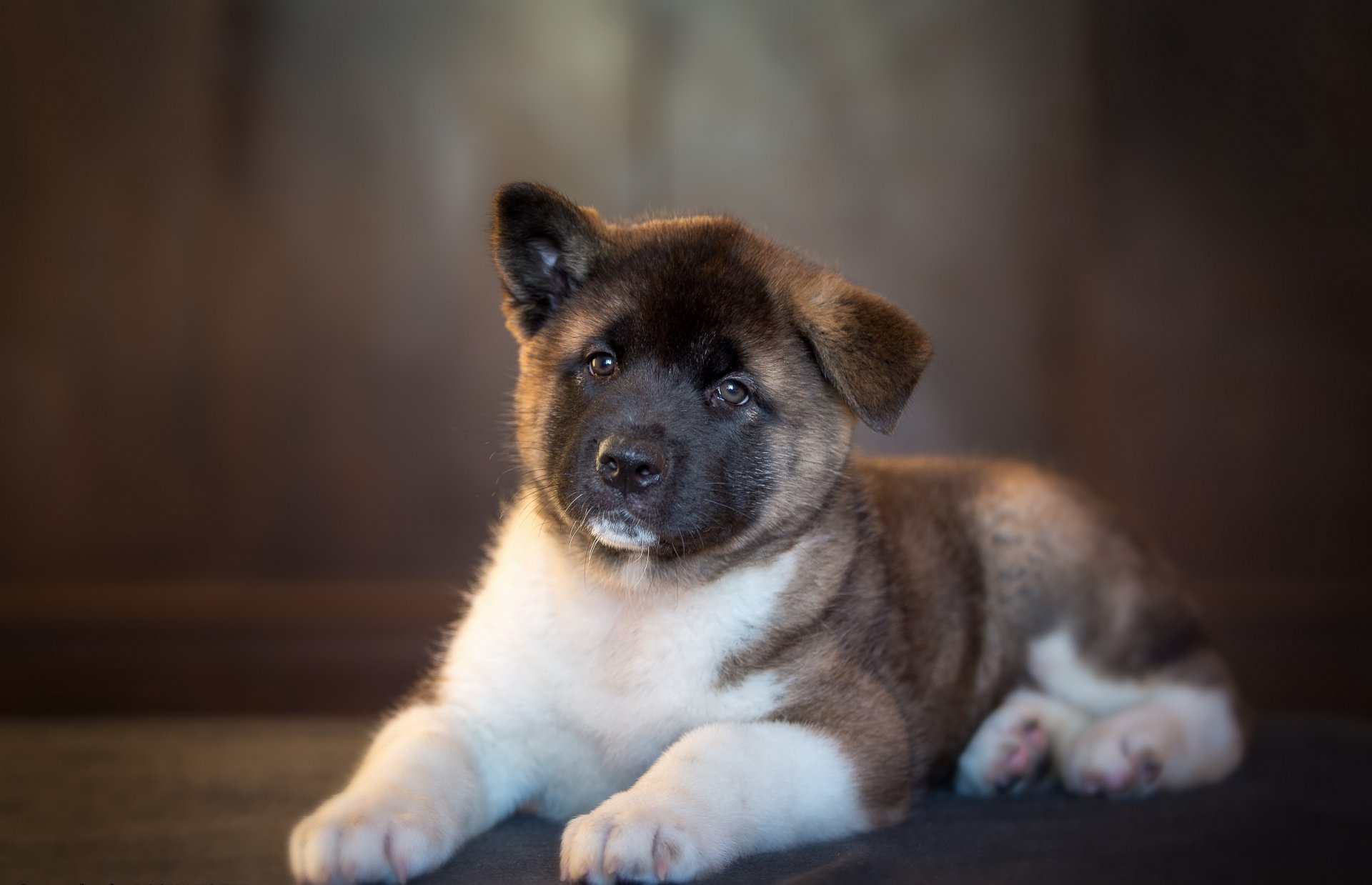 akita-inu chien chiot