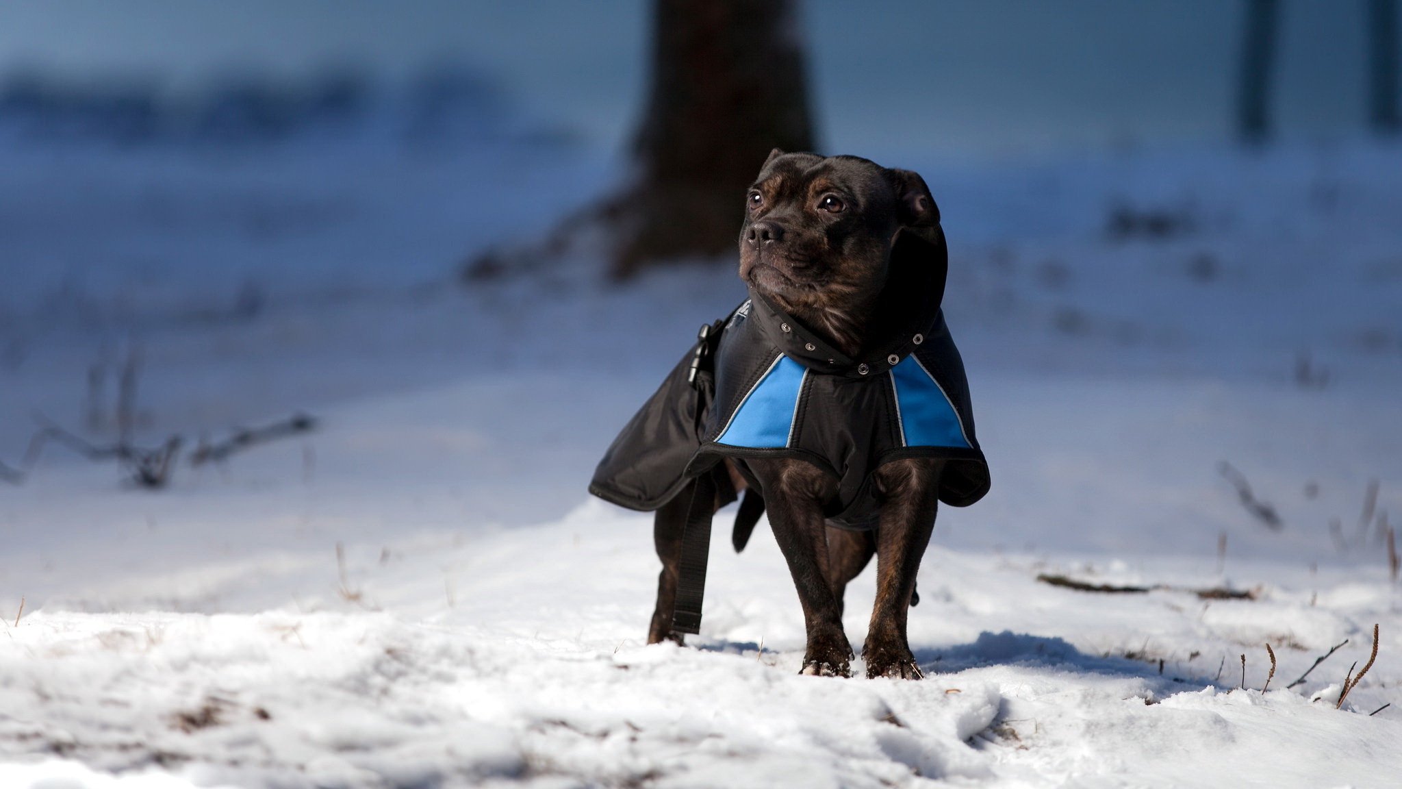 chien vue ami hiver