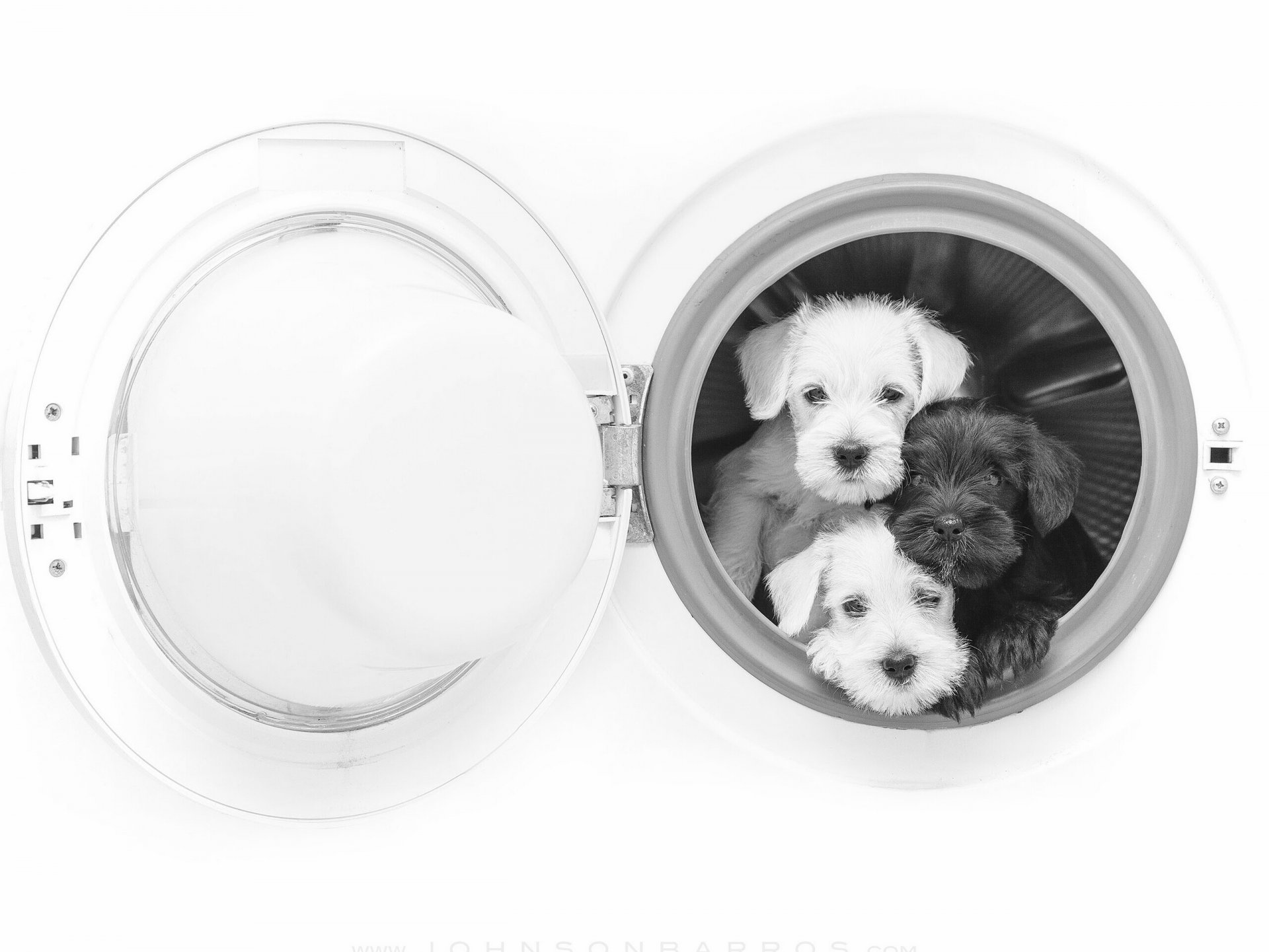 hunde welpen trinity trio waschmaschine monochrom