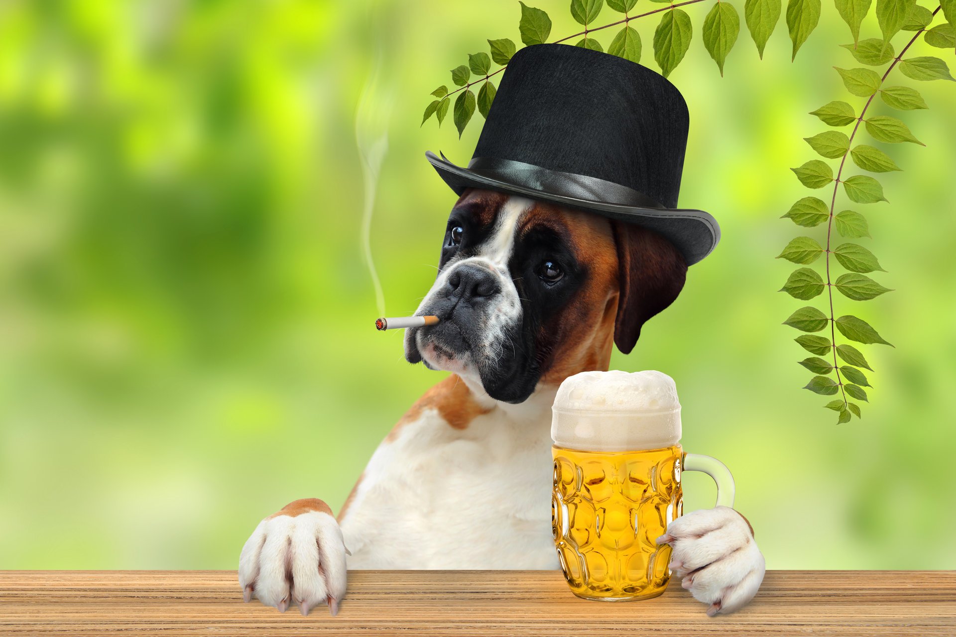 boxer hut zigarette bier becher pfoten gentleman zweige blätter humor