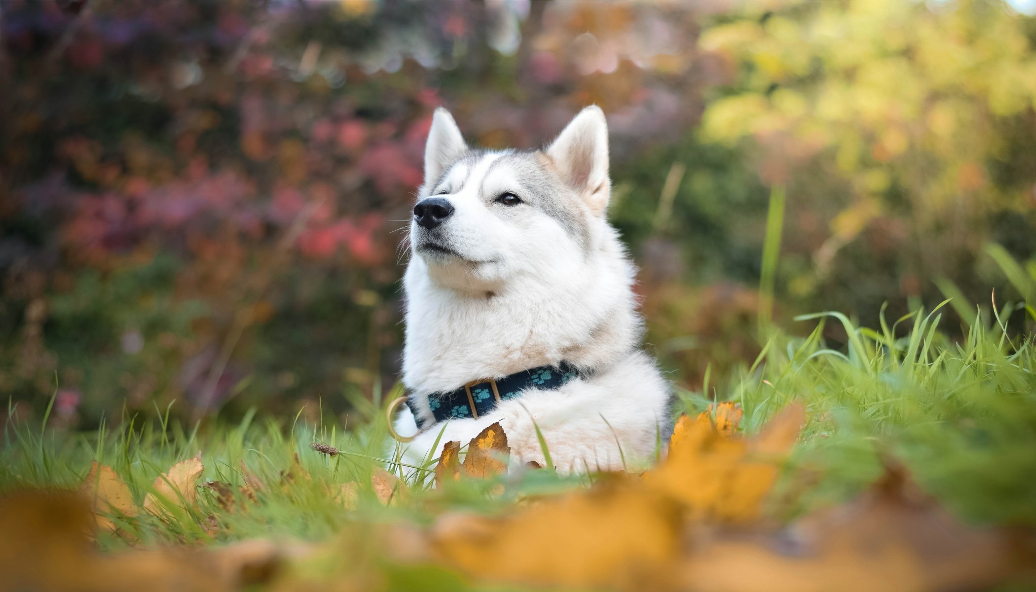 husky dog face portrait proud