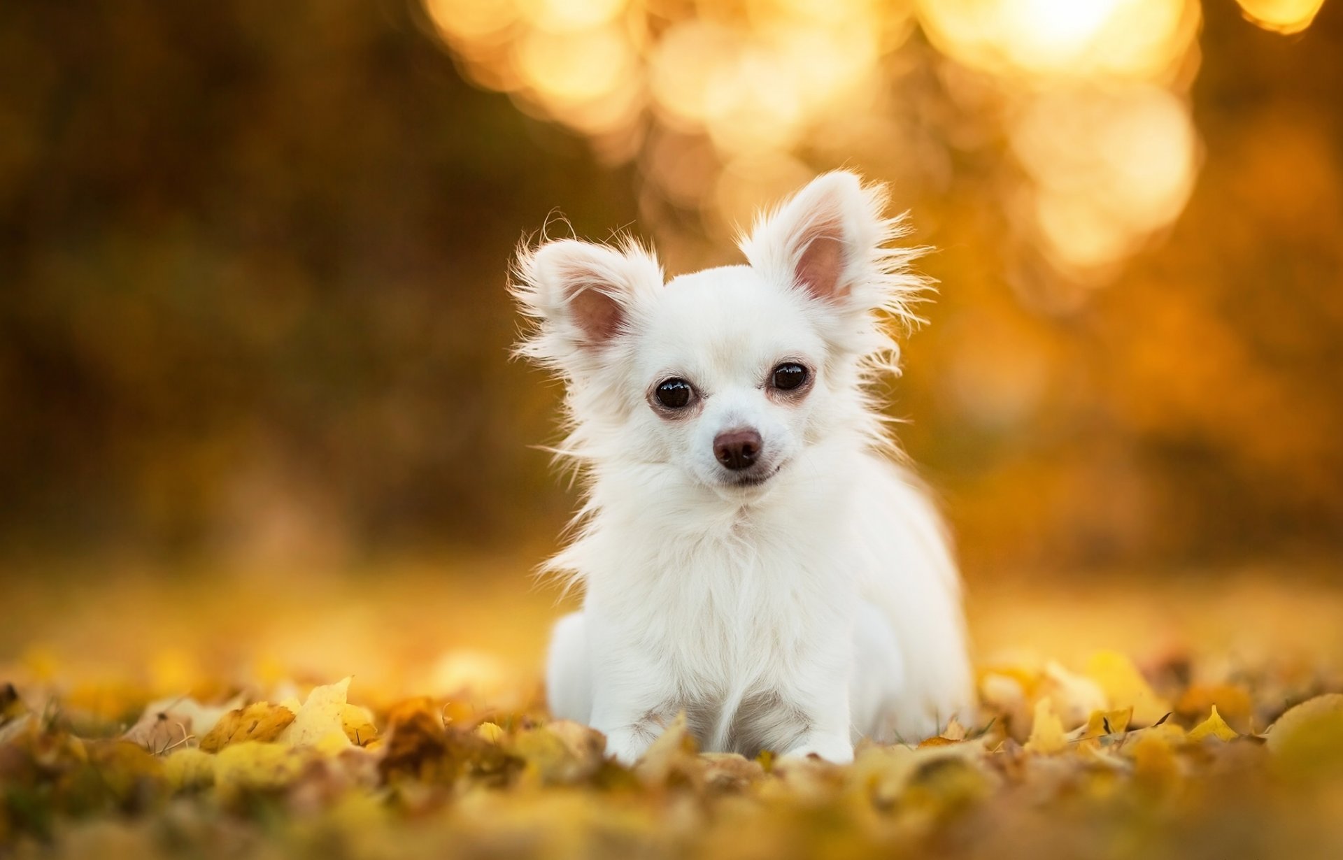 chihuahua cane foglie bokeh