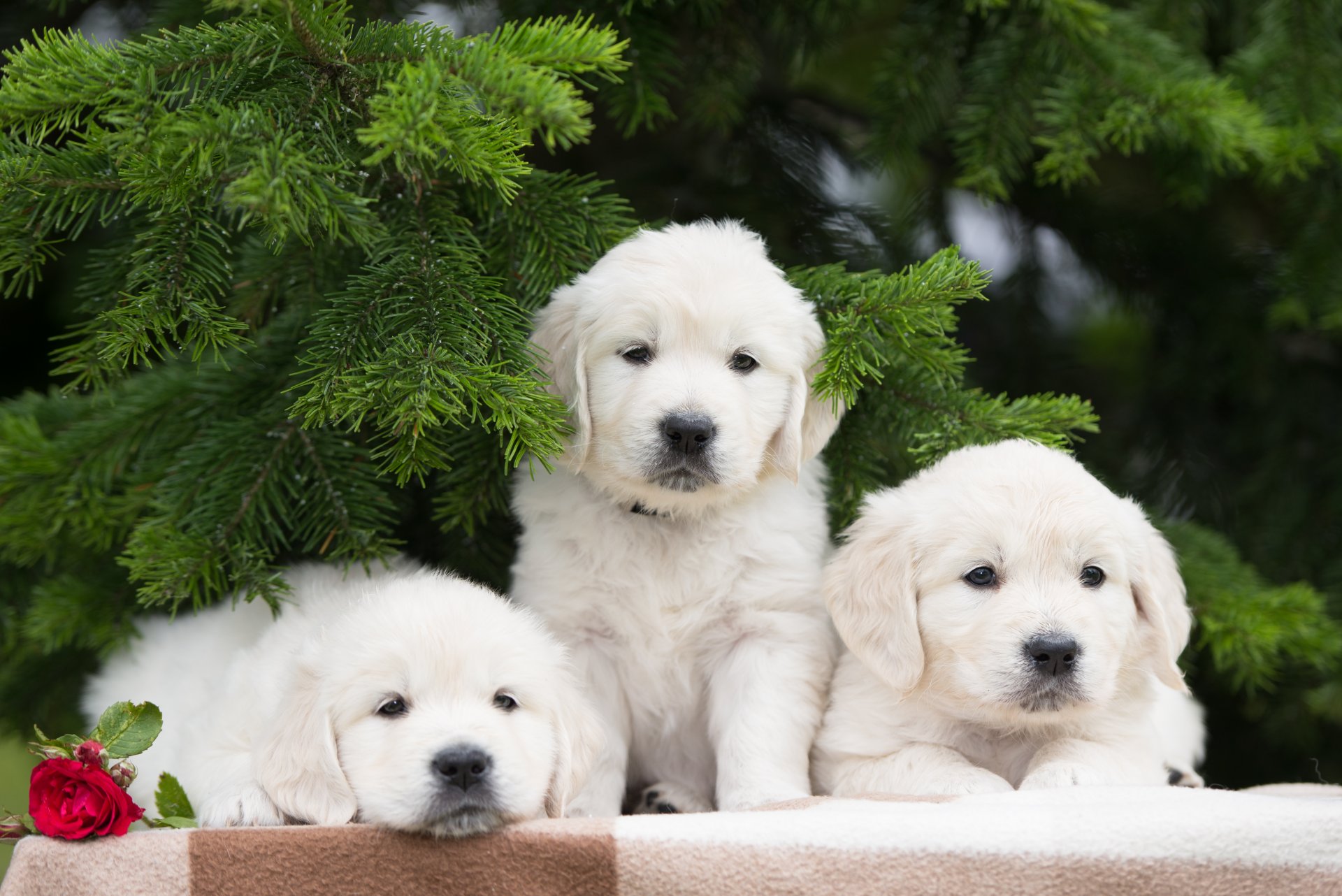 dogs puppies trio trinity flower rose spruce branche