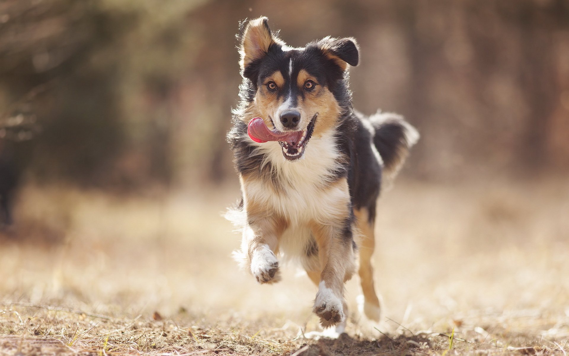 hund blick freund laufen