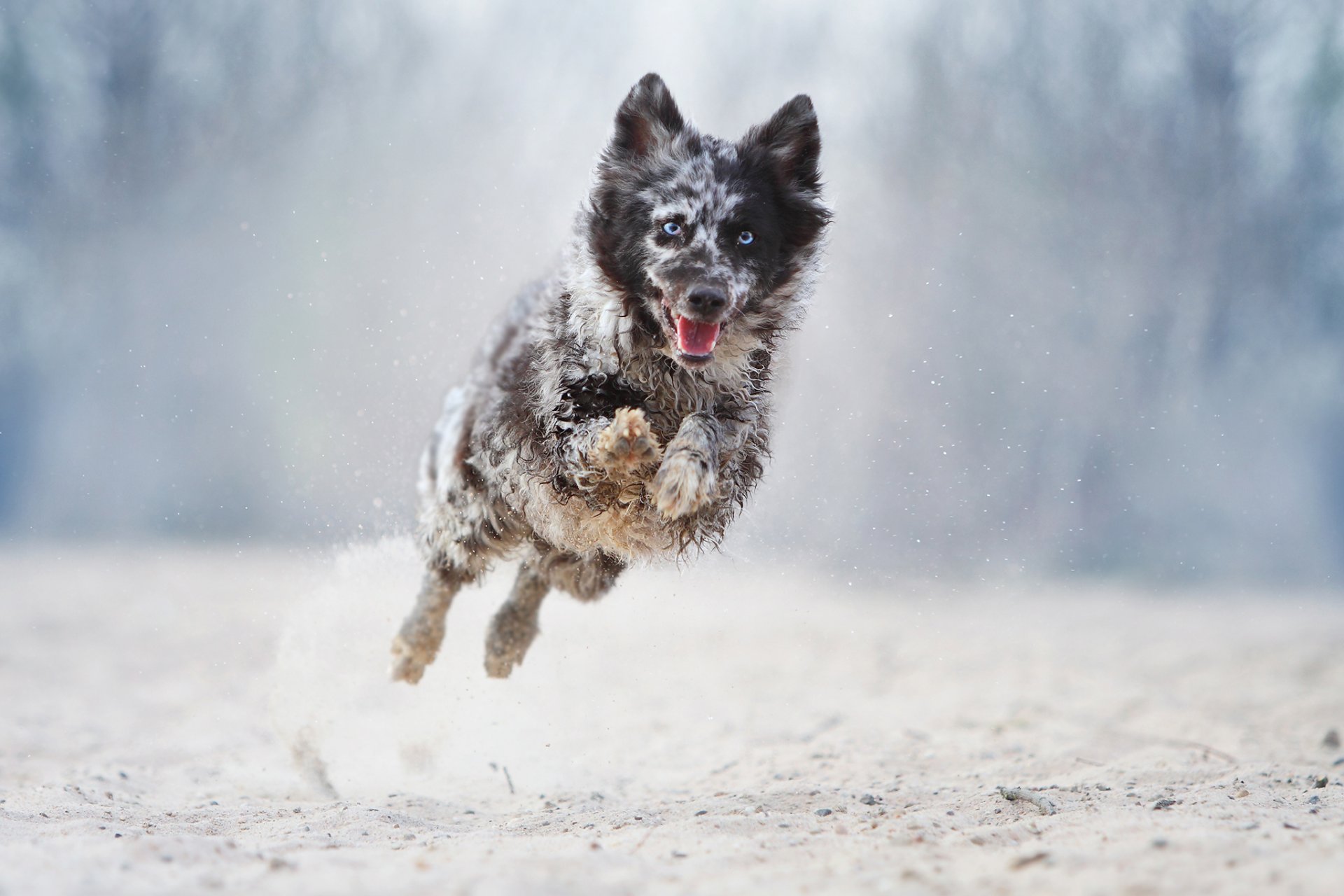 chien courir sauter