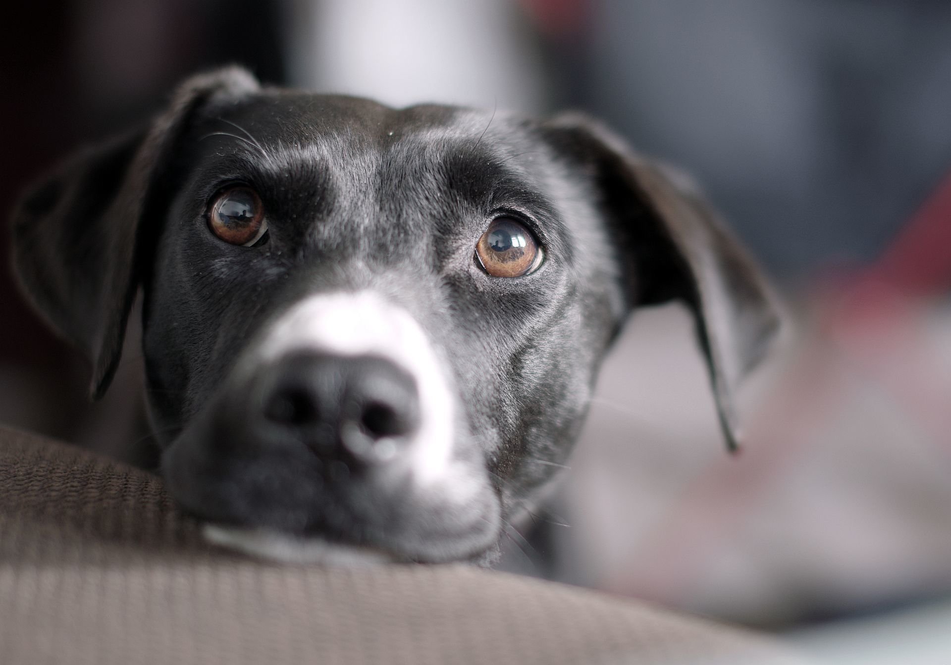 perro mirada amigo