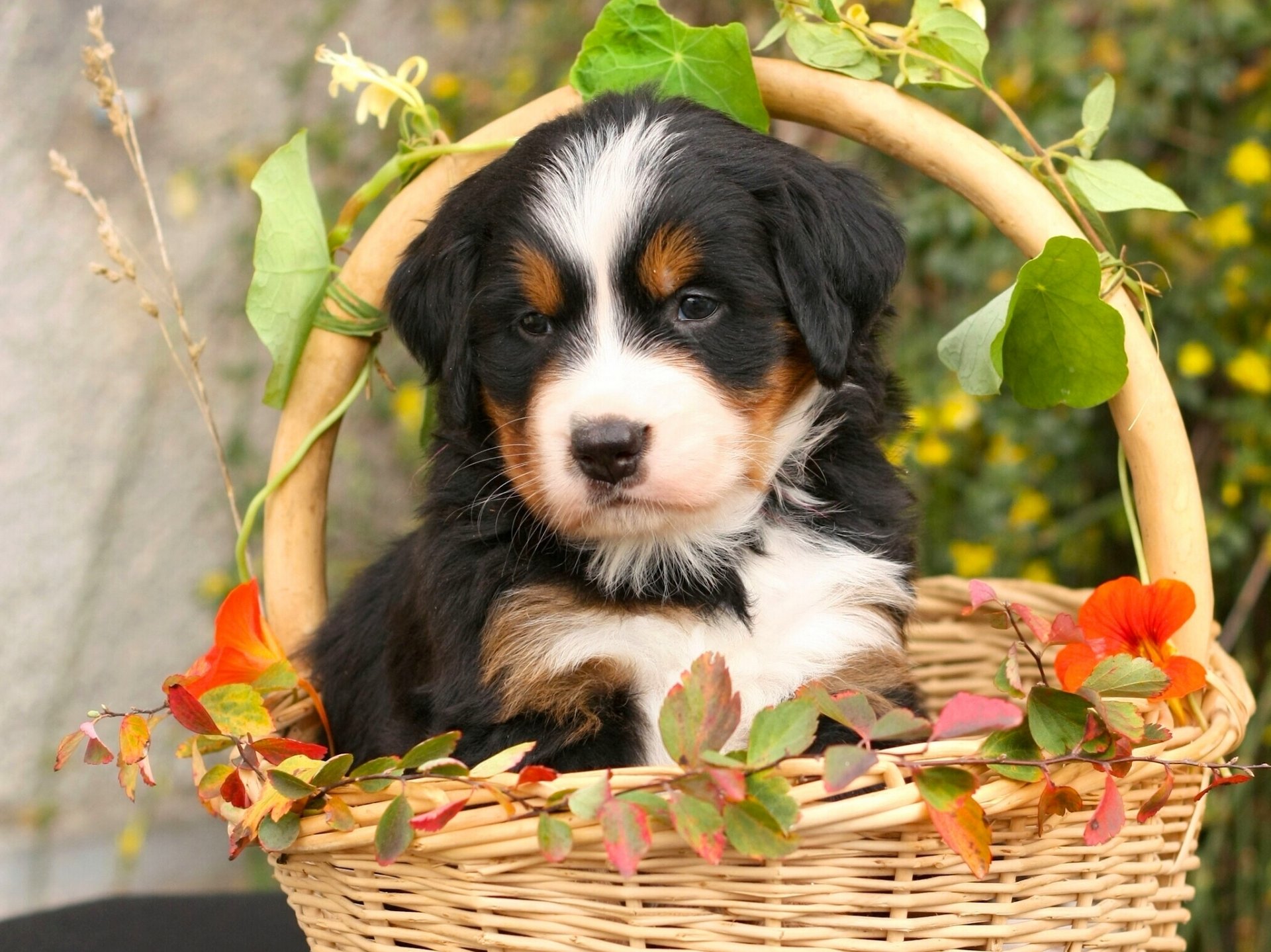 bovaro bernese pastore bernese cane cucciolo cesto foglie