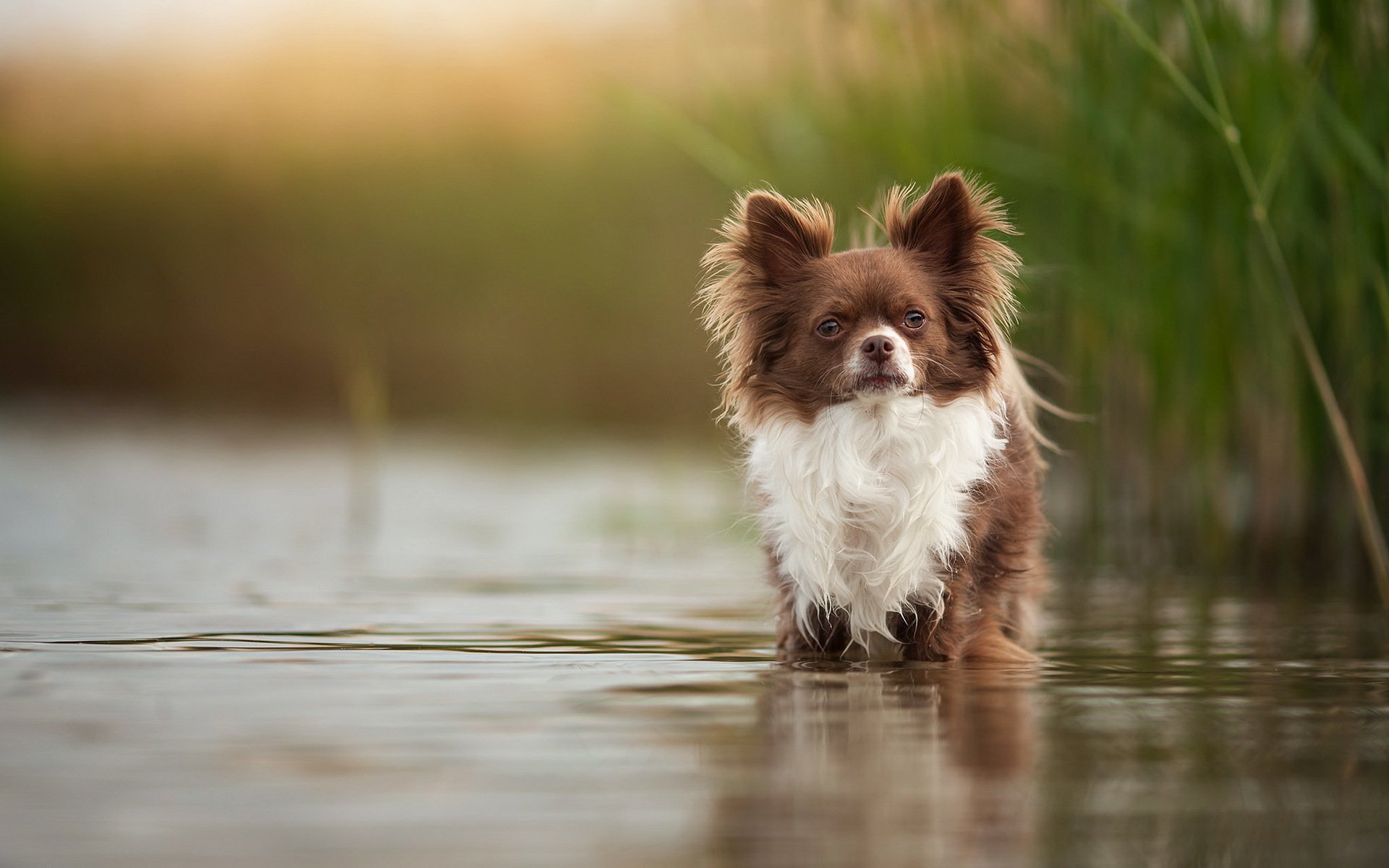 chien vue ami lac