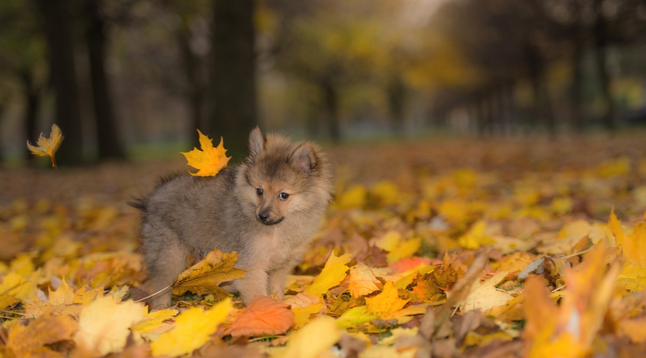 cane cucciolo autunno