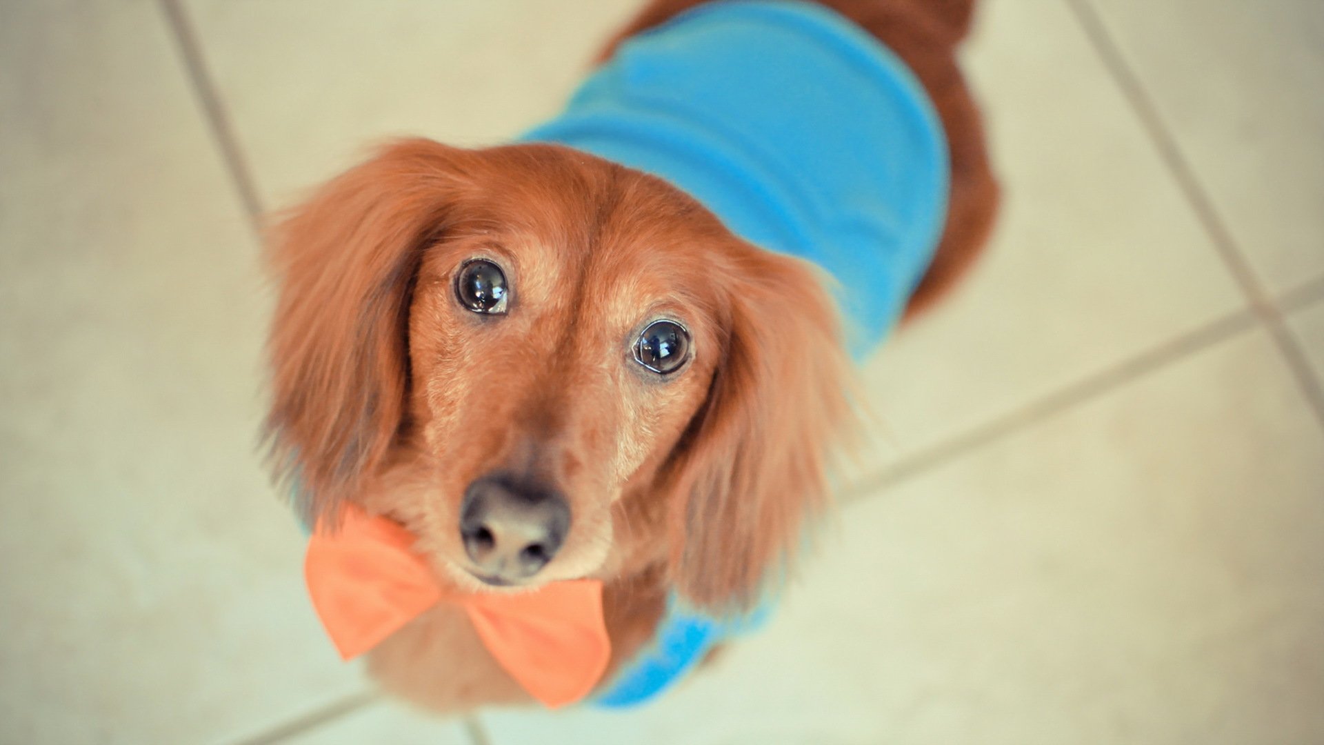 perro mirada amigo