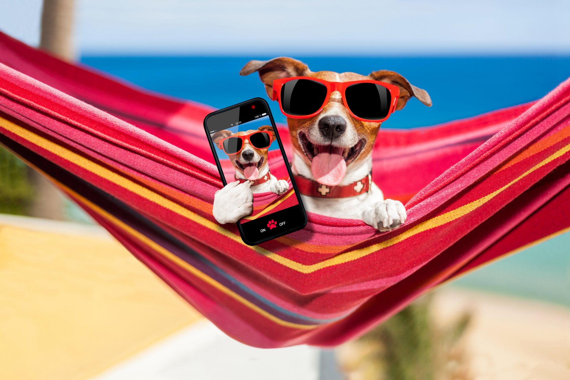 jack russell terrier lunettes smartphone photo hamac vacances plage mer sable bokeh