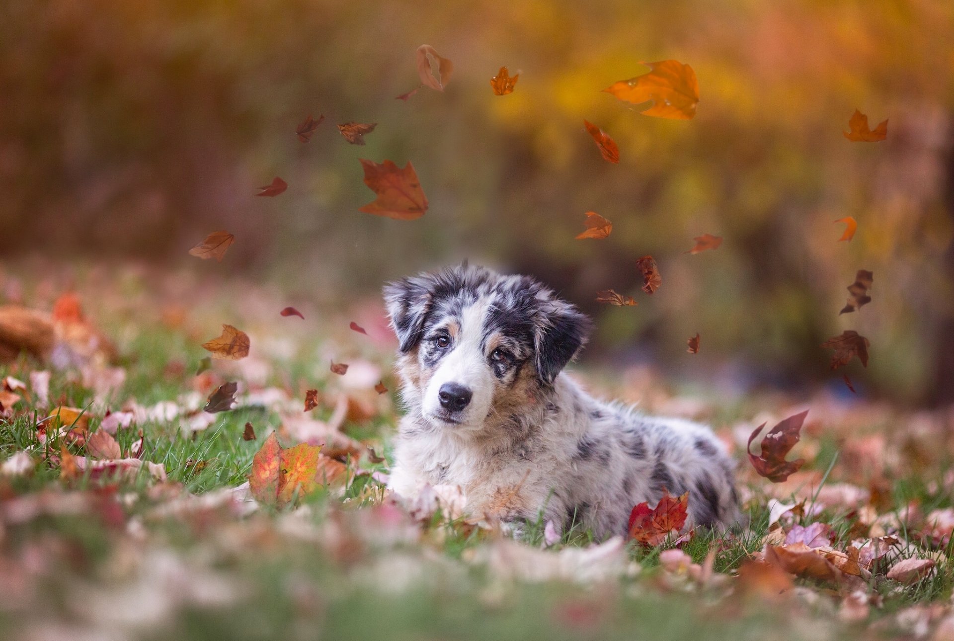 australian shepherd aussie dog puppy leaves autumn