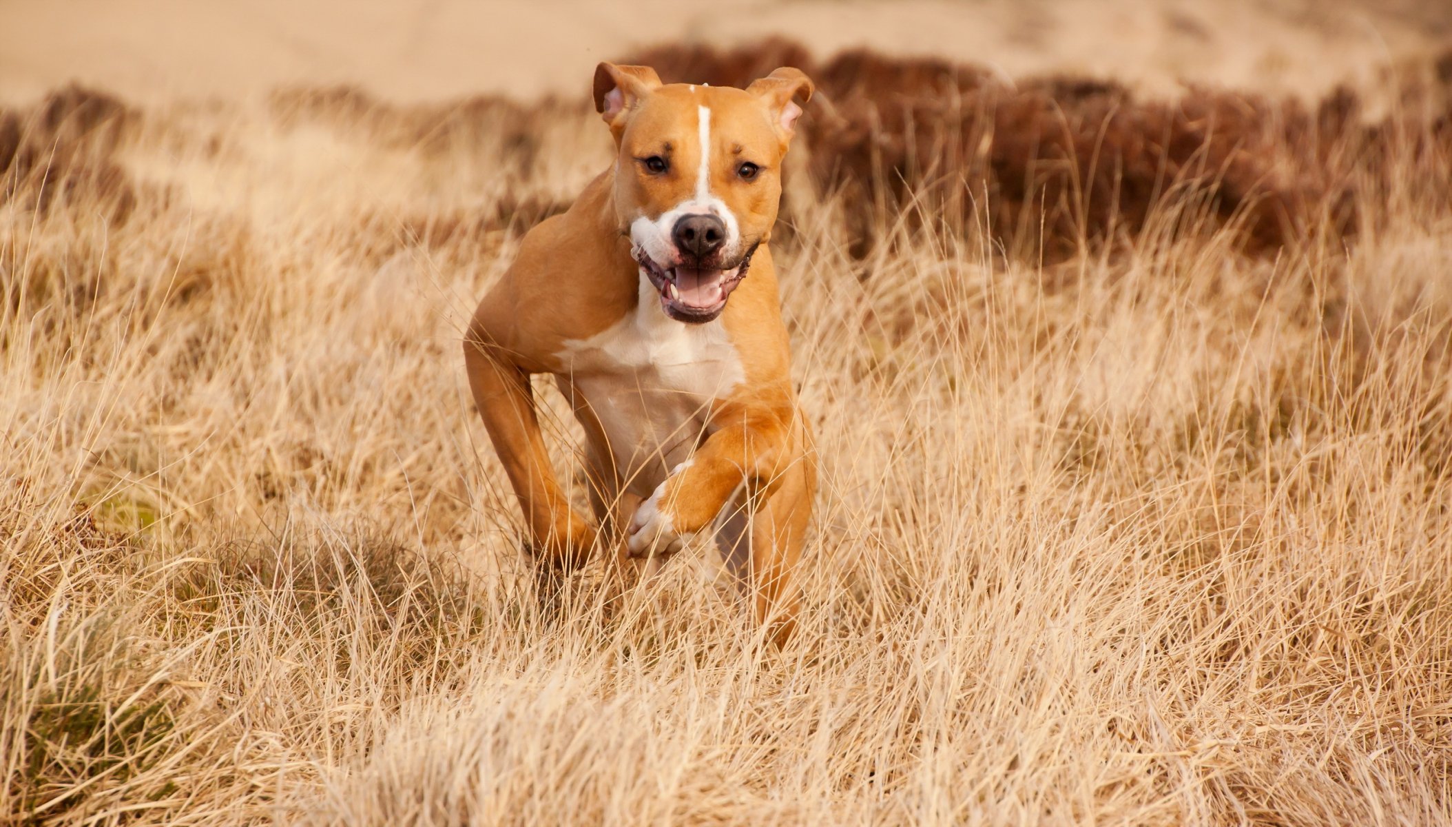 chien vue ami été