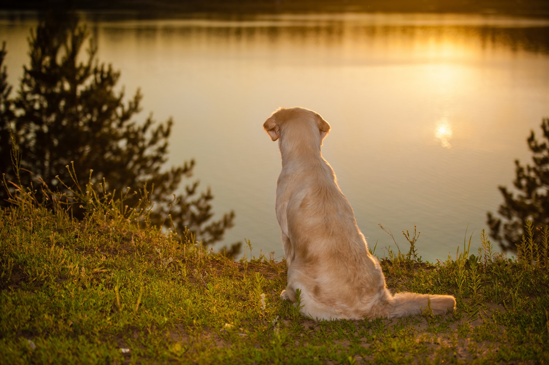 cane acqua umore